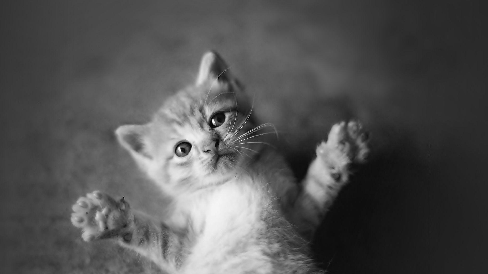 Black and White Cat Wallpapers Top Free Black and White Cat