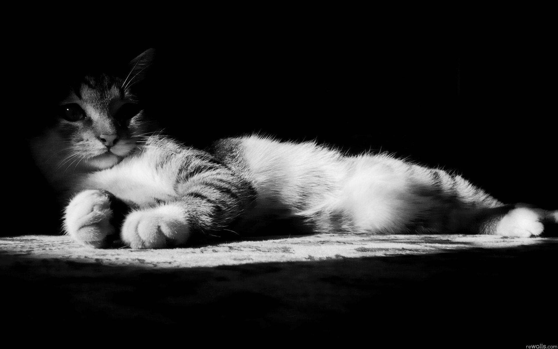 Black and White Cat Wallpapers Top Free Black and White Cat