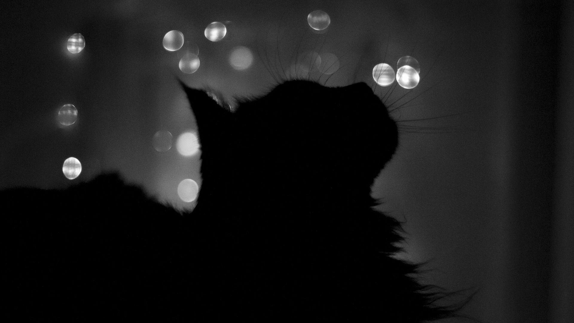 Black and White Cat Wallpapers Top Free Black and White Cat