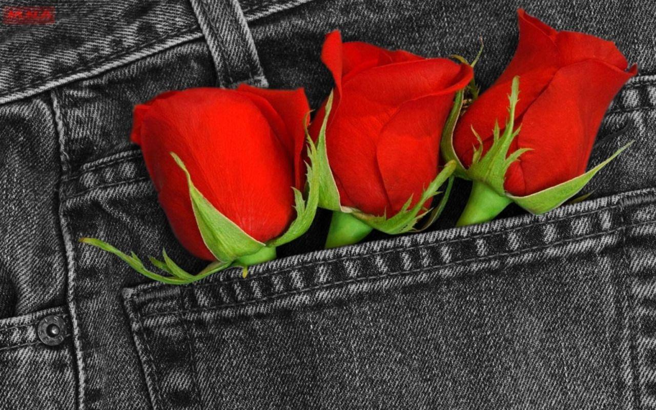 Single Red Rose Wallpapers Top Free Single Red Rose Backgrounds