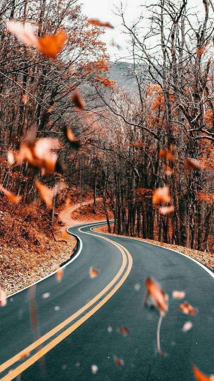 Autumn Trees iPhone Wallpapers Top Free Autumn Trees iPhone Backgrounds WallpaperAccess