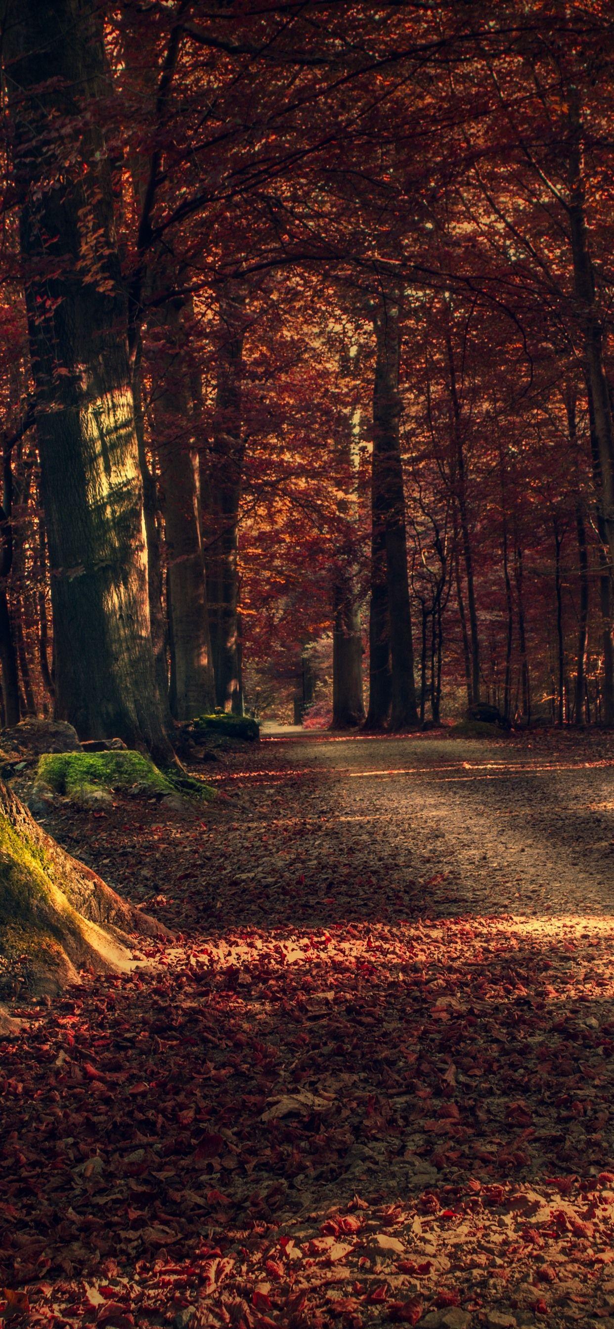 Autumn Trees iPhone Wallpapers Top Free Autumn Trees iPhone Backgrounds WallpaperAccess