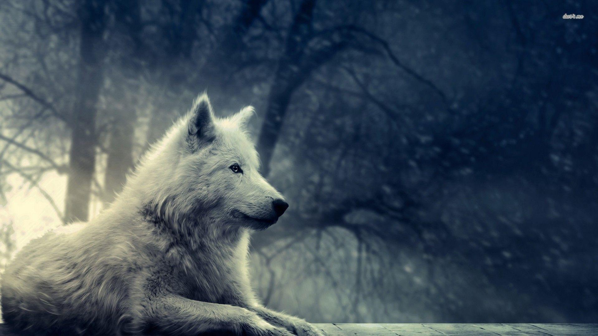 Epic Wolf Wallpapers Top Free Epic Wolf Backgrounds WallpaperAccess
