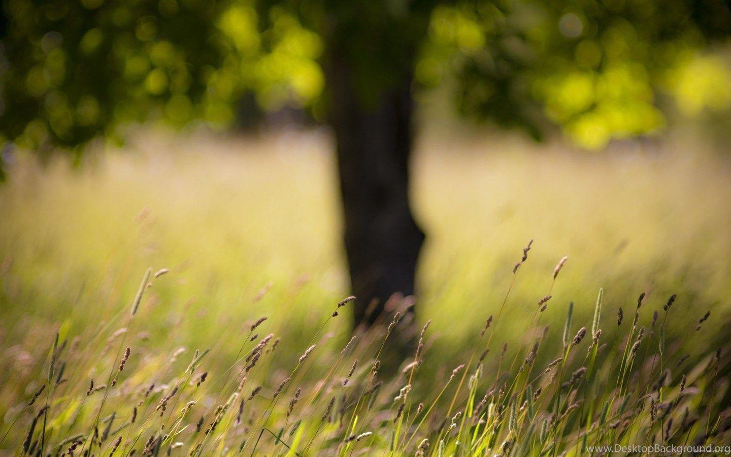 Blurry Summer Wallpapers Top Free Blurry Summer Backgrounds