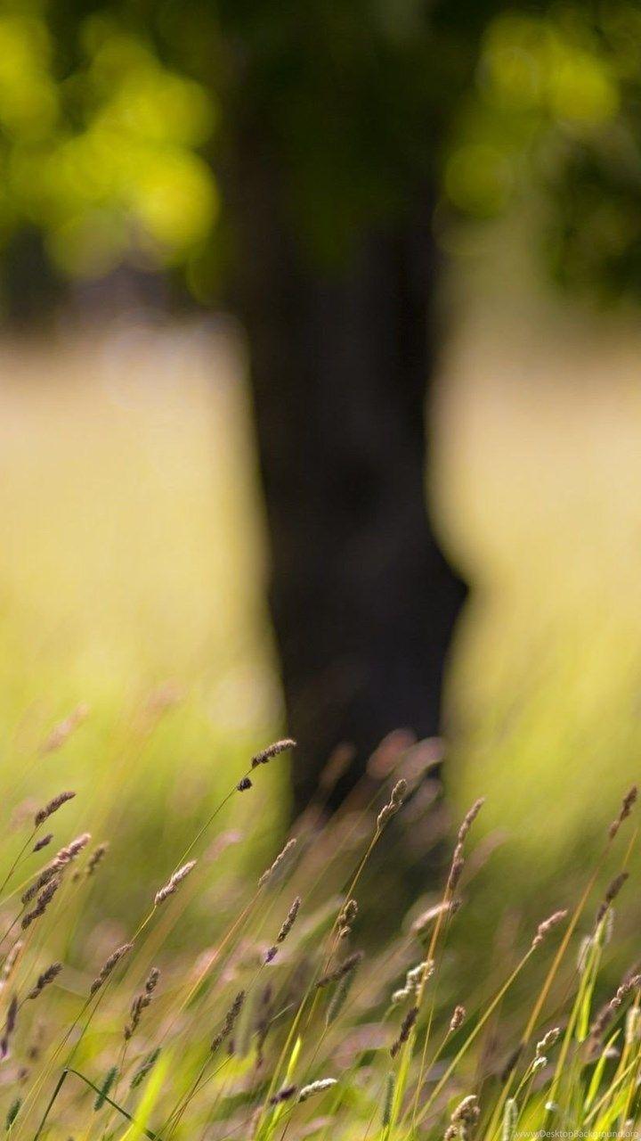 Blurry Summer Wallpapers Top Free Blurry Summer Backgrounds