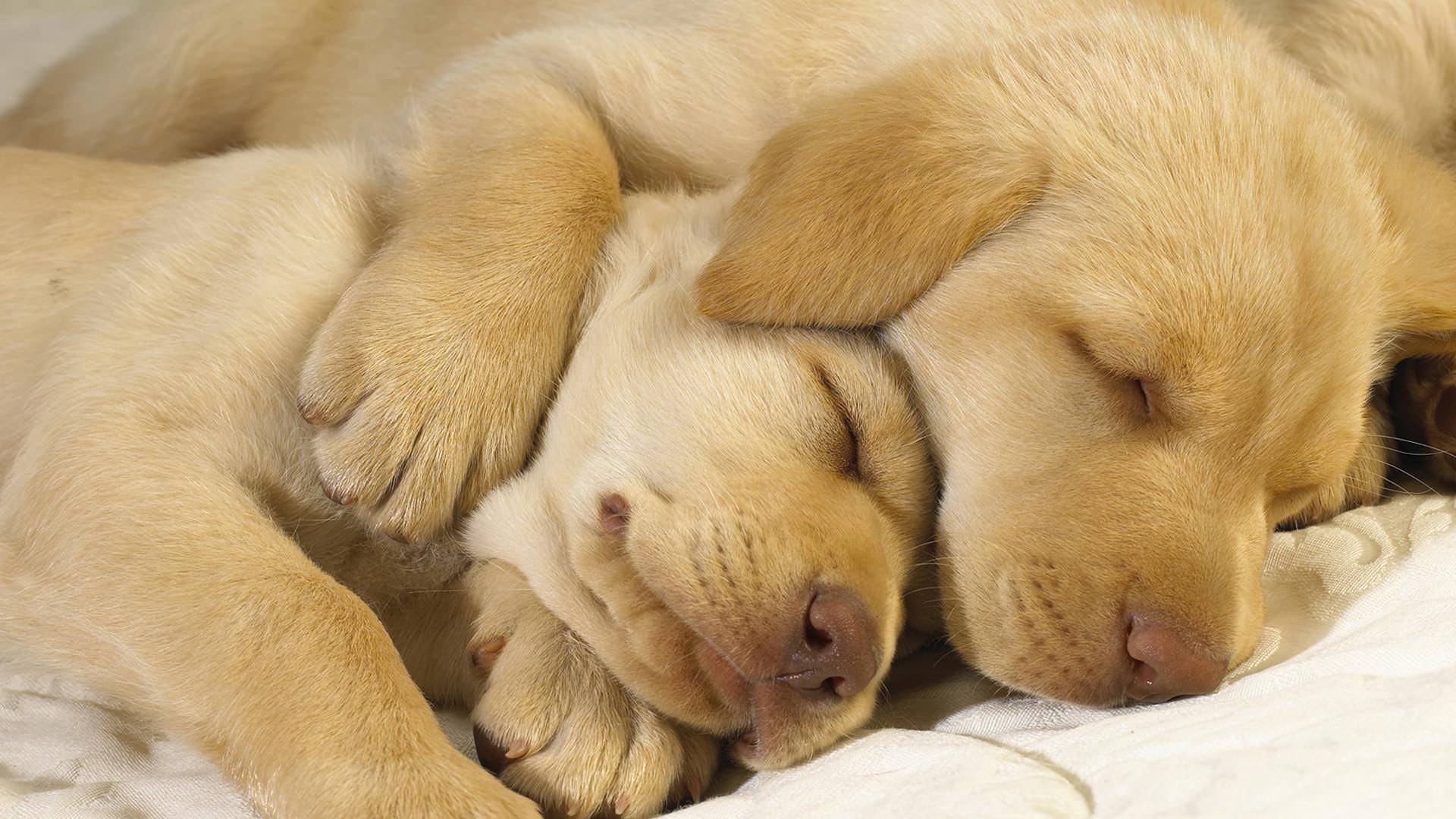 3D Dog Wallpapers Top Free 3D Dog Backgrounds WallpaperAccess