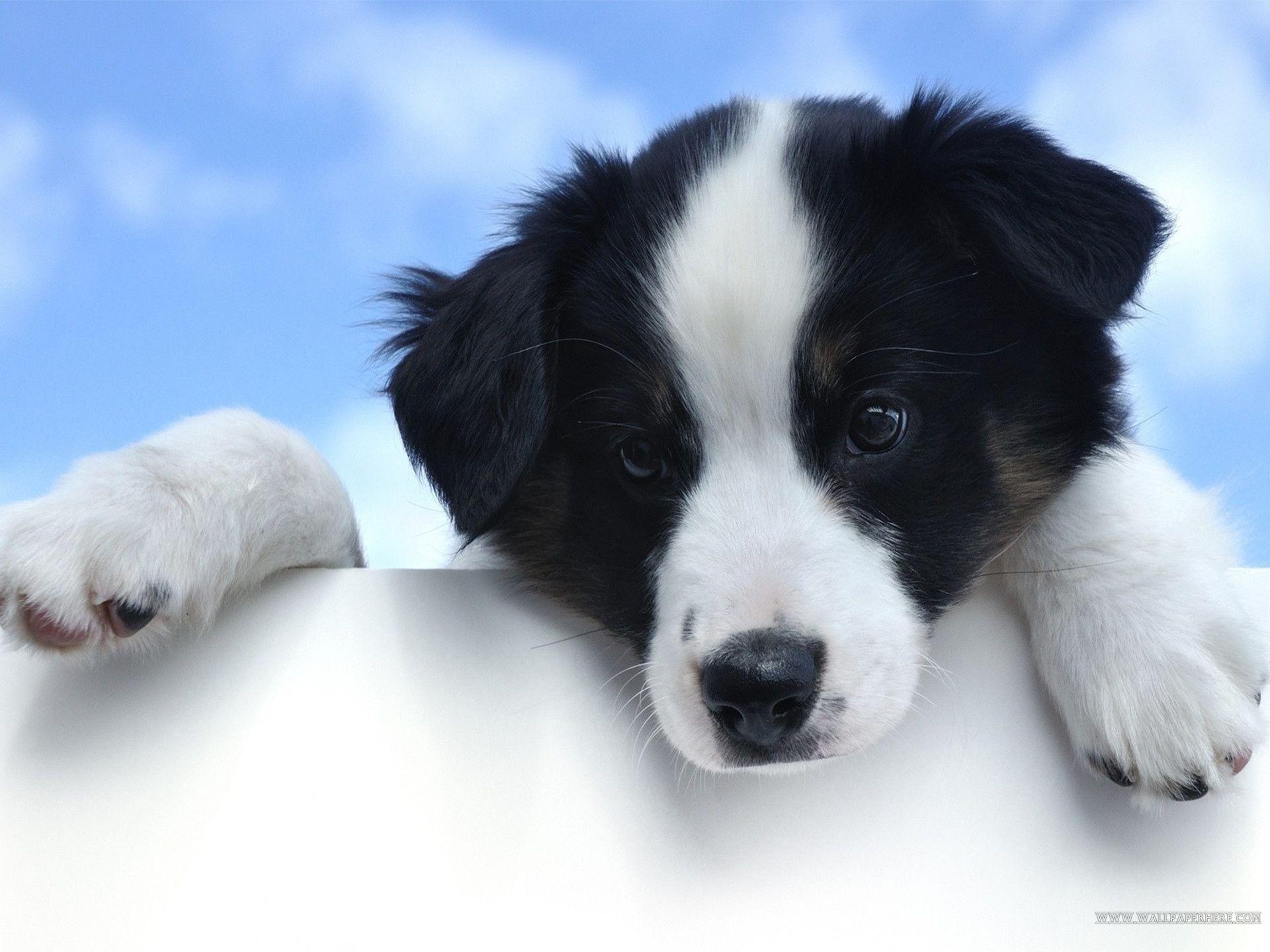 3D Dog Wallpapers Top Free 3D Dog Backgrounds WallpaperAccess