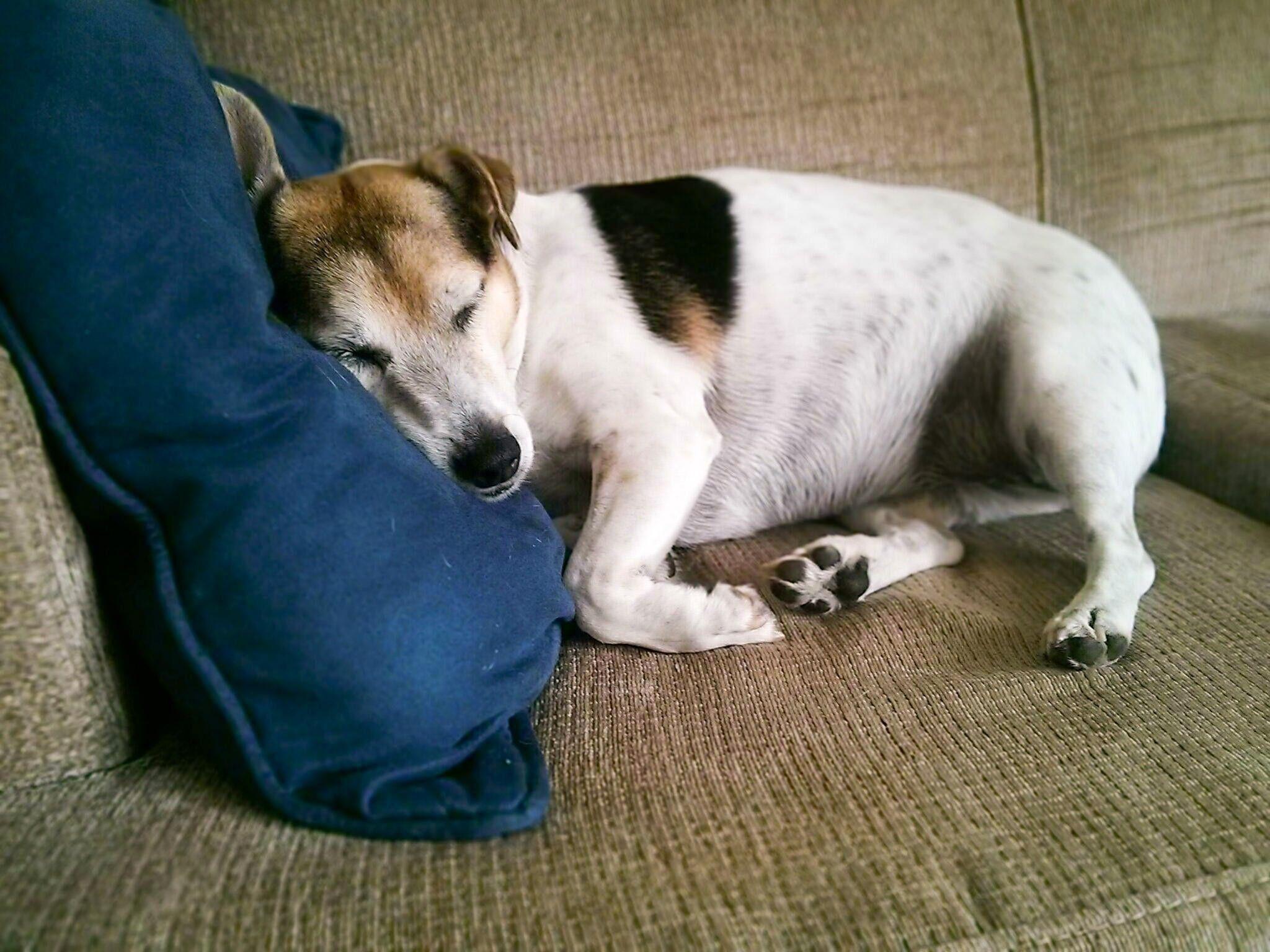 3D Dog Wallpapers Top Free 3D Dog Backgrounds WallpaperAccess