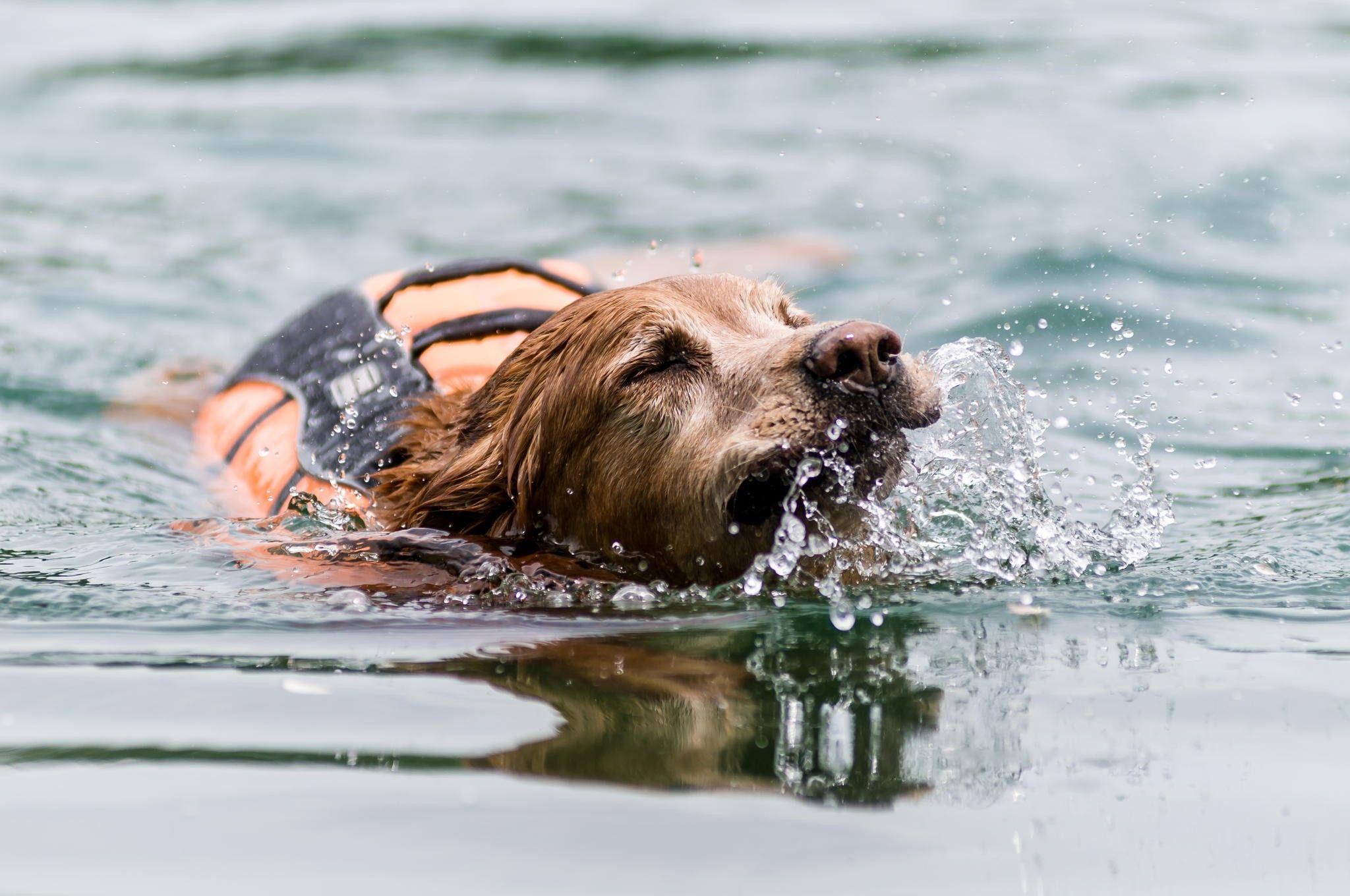 3D Dog Wallpapers Top Free 3D Dog Backgrounds WallpaperAccess