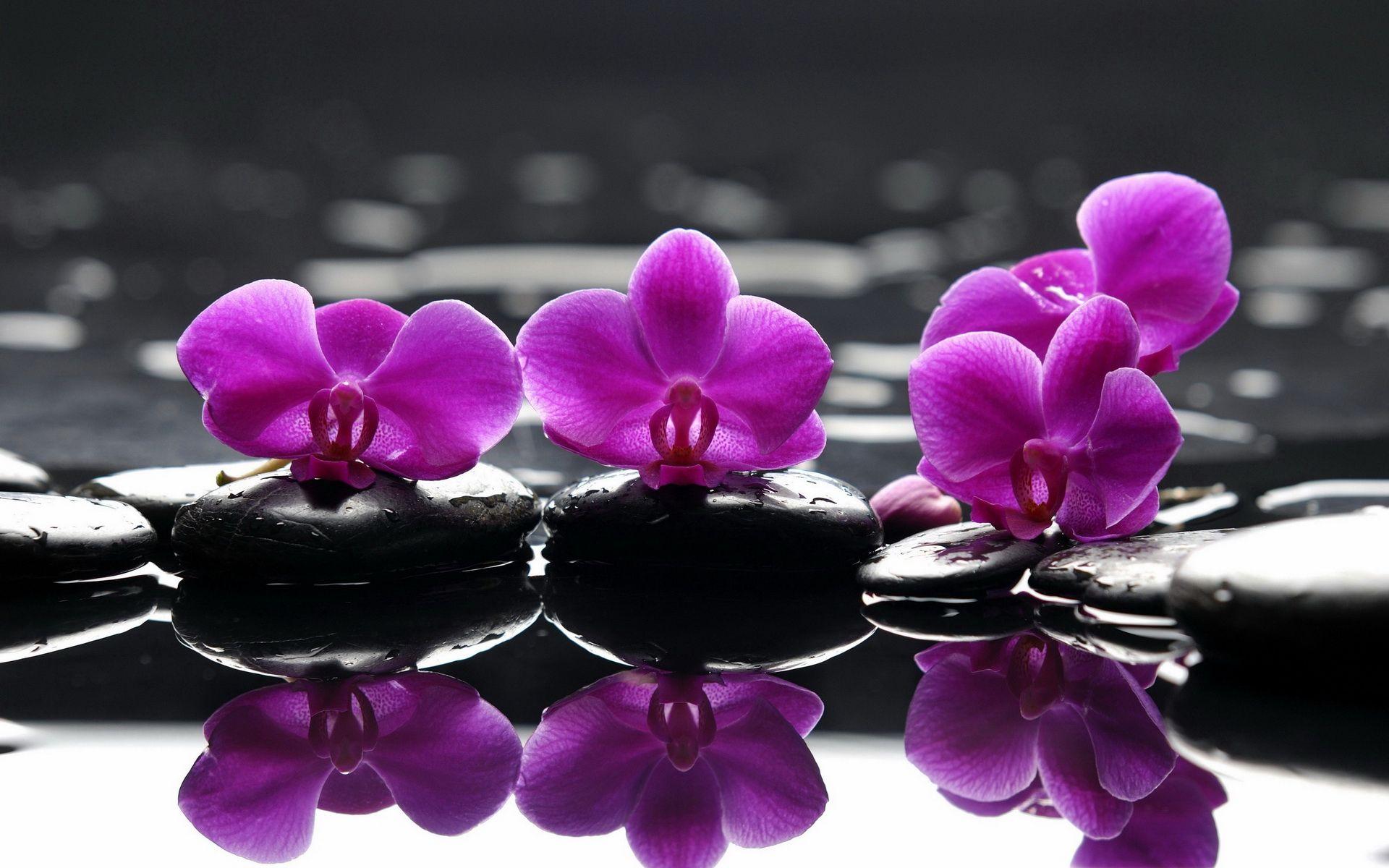 Orchid Zen Wallpapers Top Free Orchid Zen Backgrounds WallpaperAccess