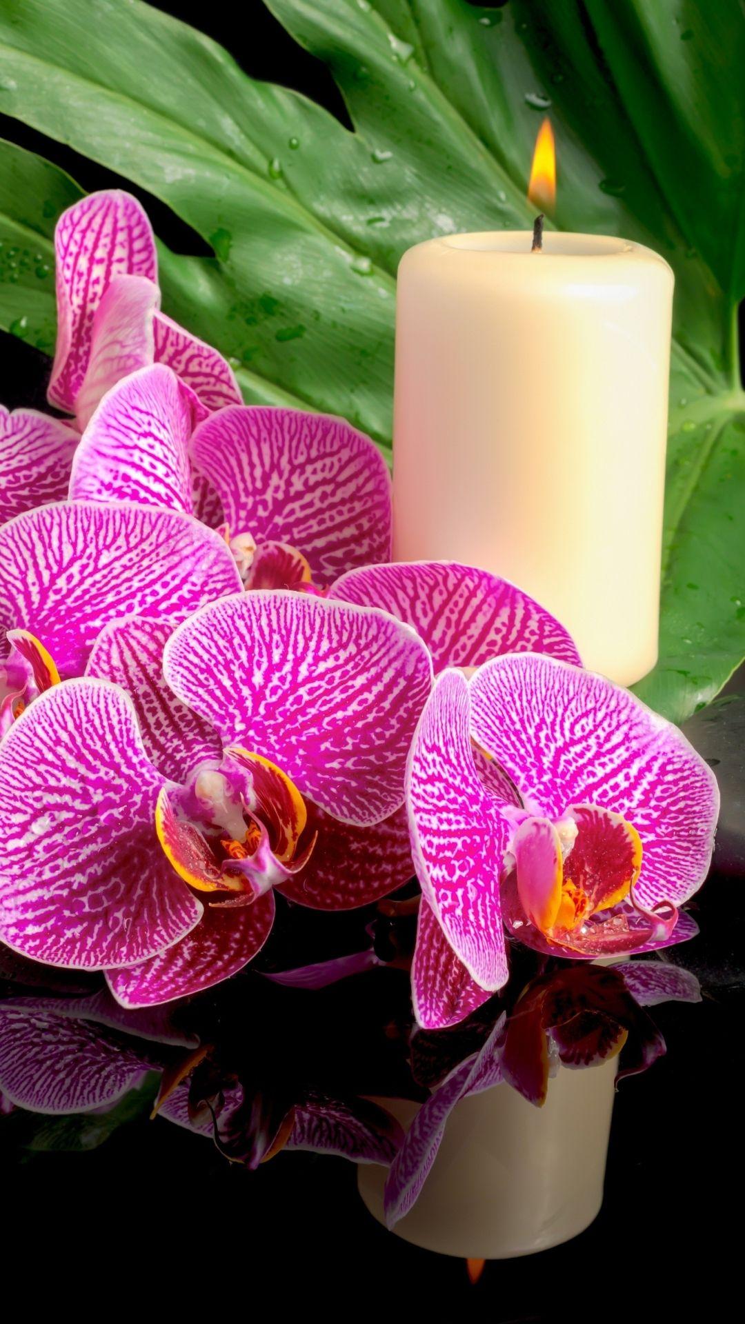 Orchid Zen Wallpapers Top Free Orchid Zen Backgrounds WallpaperAccess