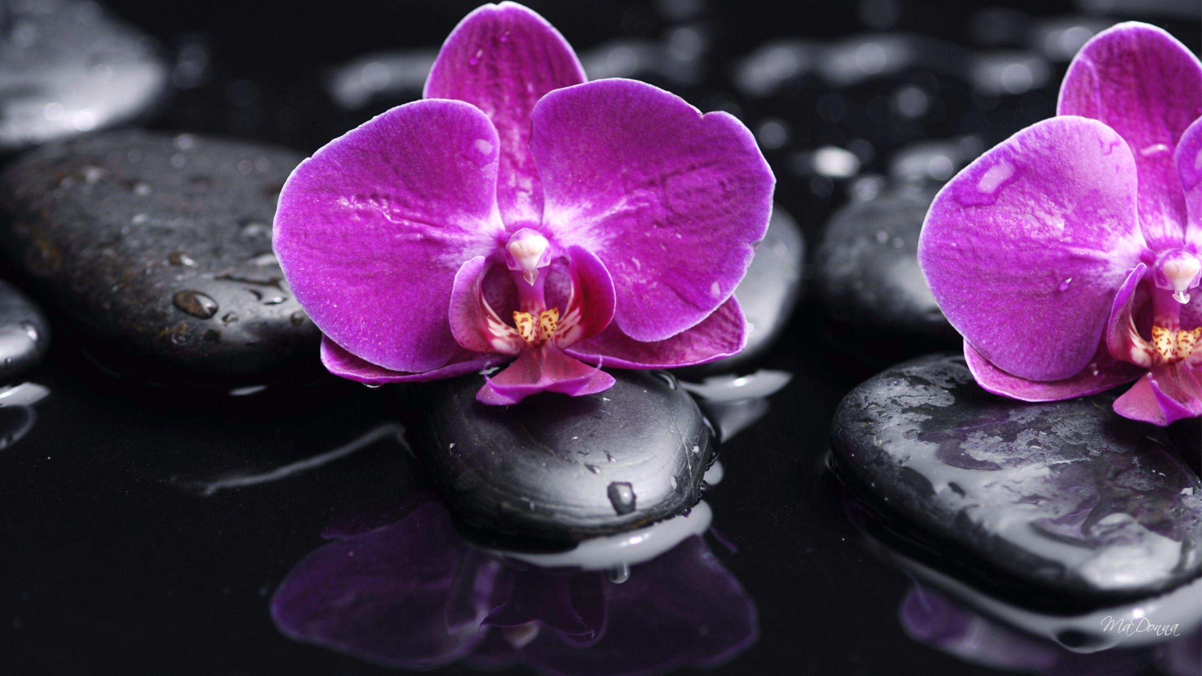 Orchid Zen Wallpapers Top Free Orchid Zen Backgrounds WallpaperAccess