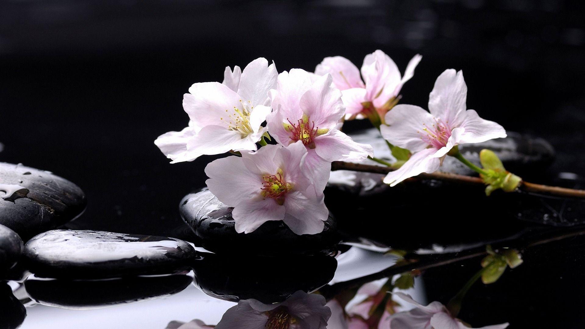 Orchid Zen Wallpapers Top Free Orchid Zen Backgrounds WallpaperAccess