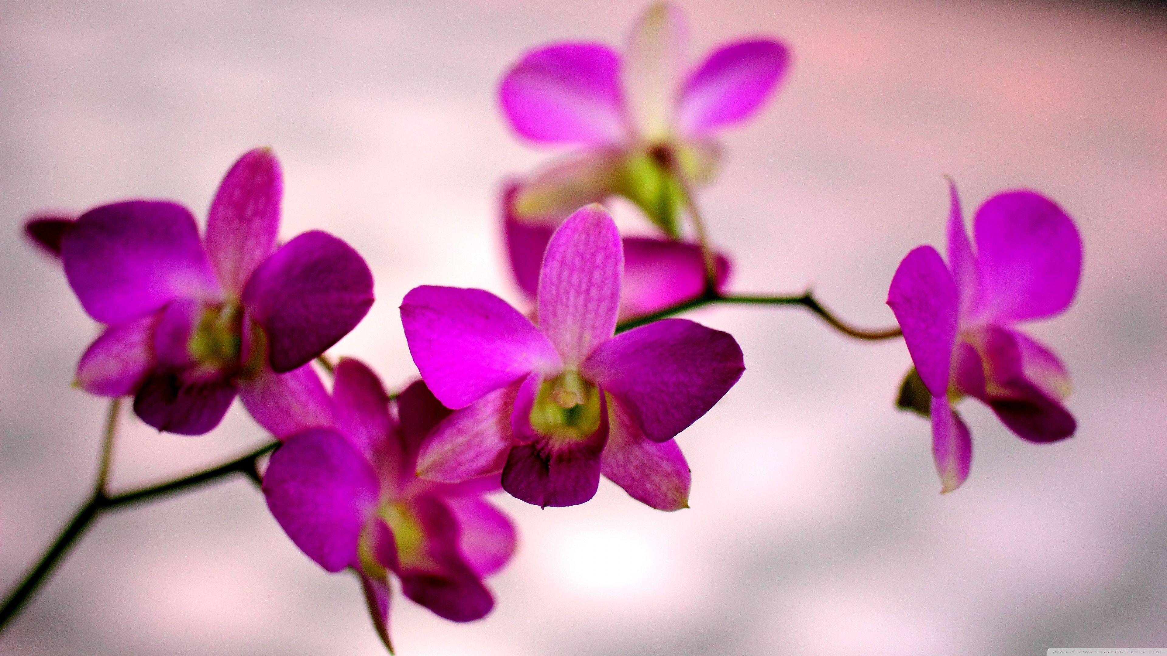 Orchid Zen Wallpapers Top Free Orchid Zen Backgrounds WallpaperAccess