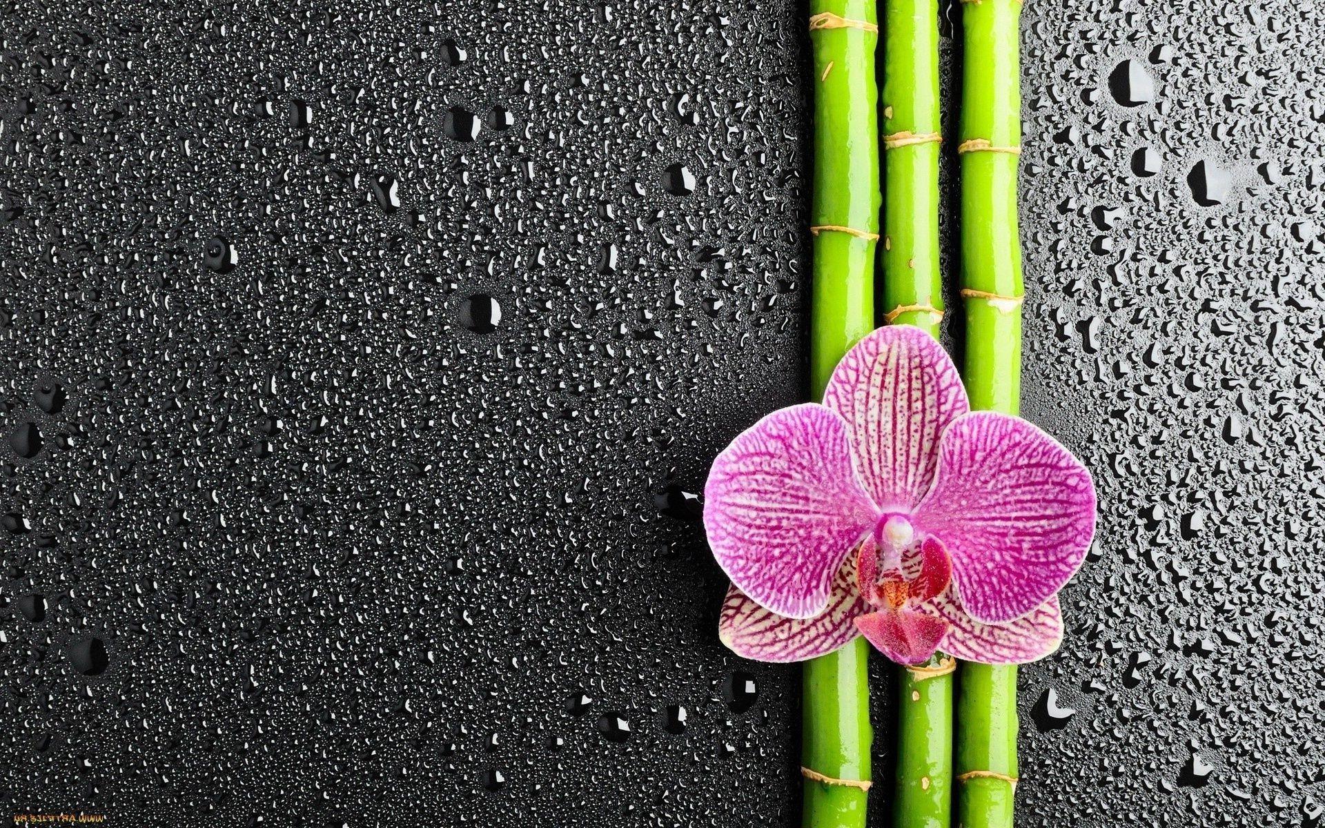 Orchid Zen Wallpapers Top Free Orchid Zen Backgrounds WallpaperAccess