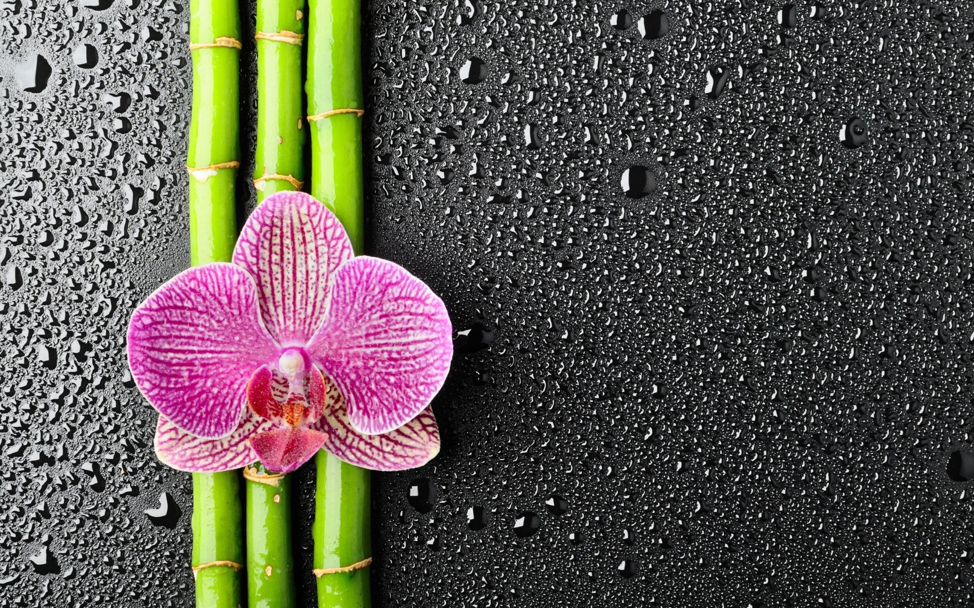 Orchid Zen Wallpapers Top Free Orchid Zen Backgrounds WallpaperAccess