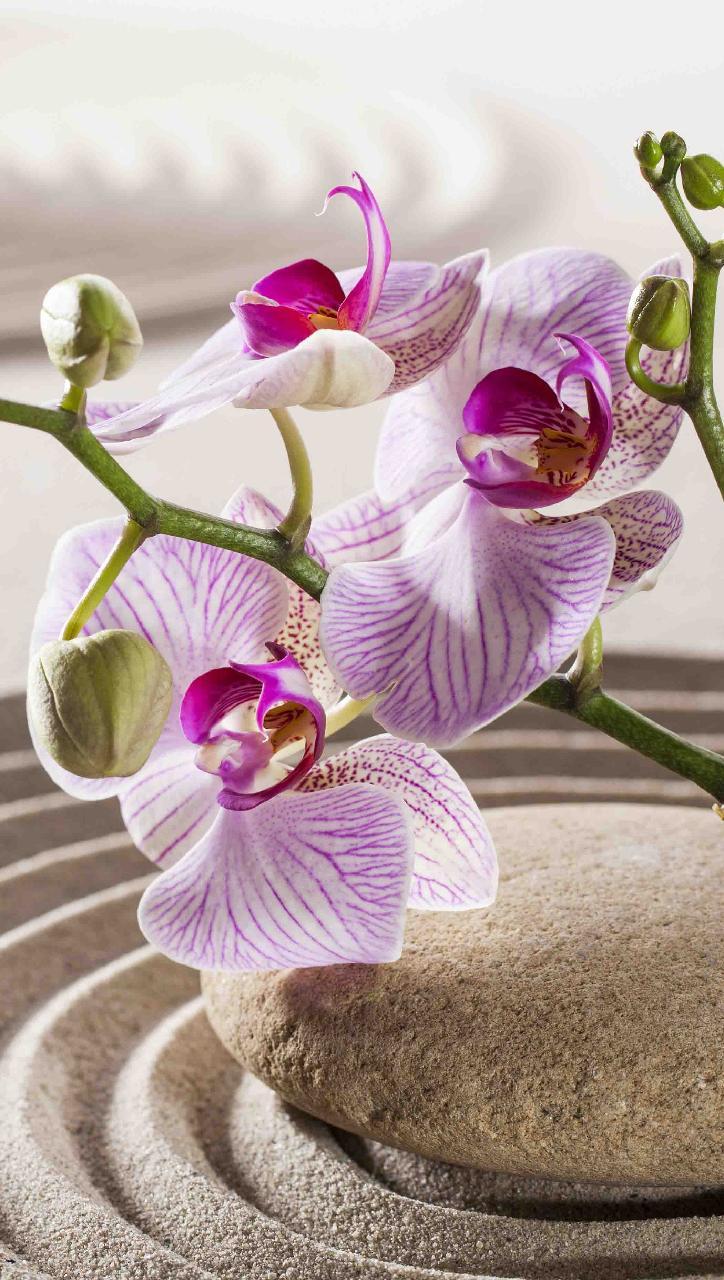 Orchid Zen Wallpapers Top Free Orchid Zen Backgrounds WallpaperAccess