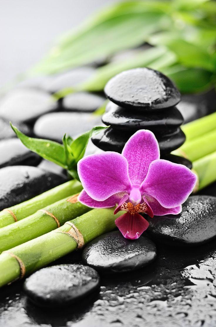 Orchid Zen Wallpapers Top Free Orchid Zen Backgrounds WallpaperAccess