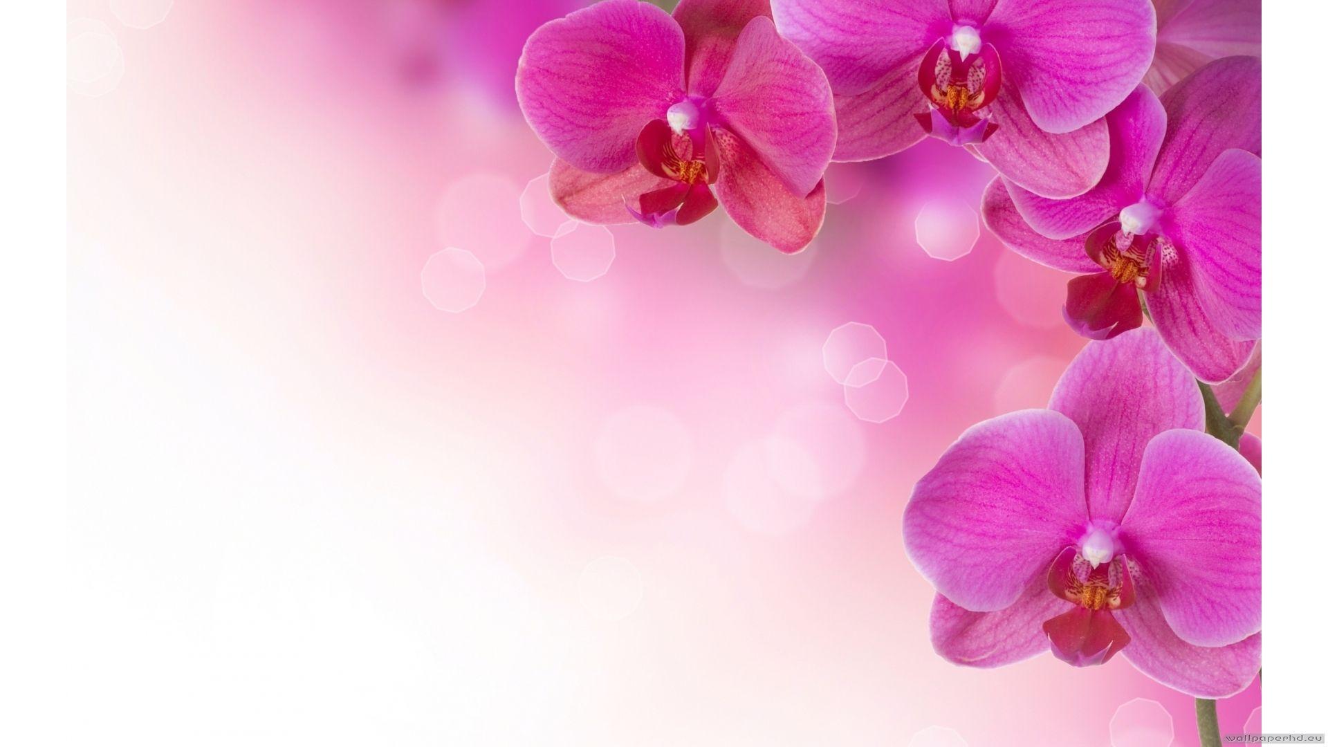 Orchid Zen Wallpapers Top Free Orchid Zen Backgrounds WallpaperAccess
