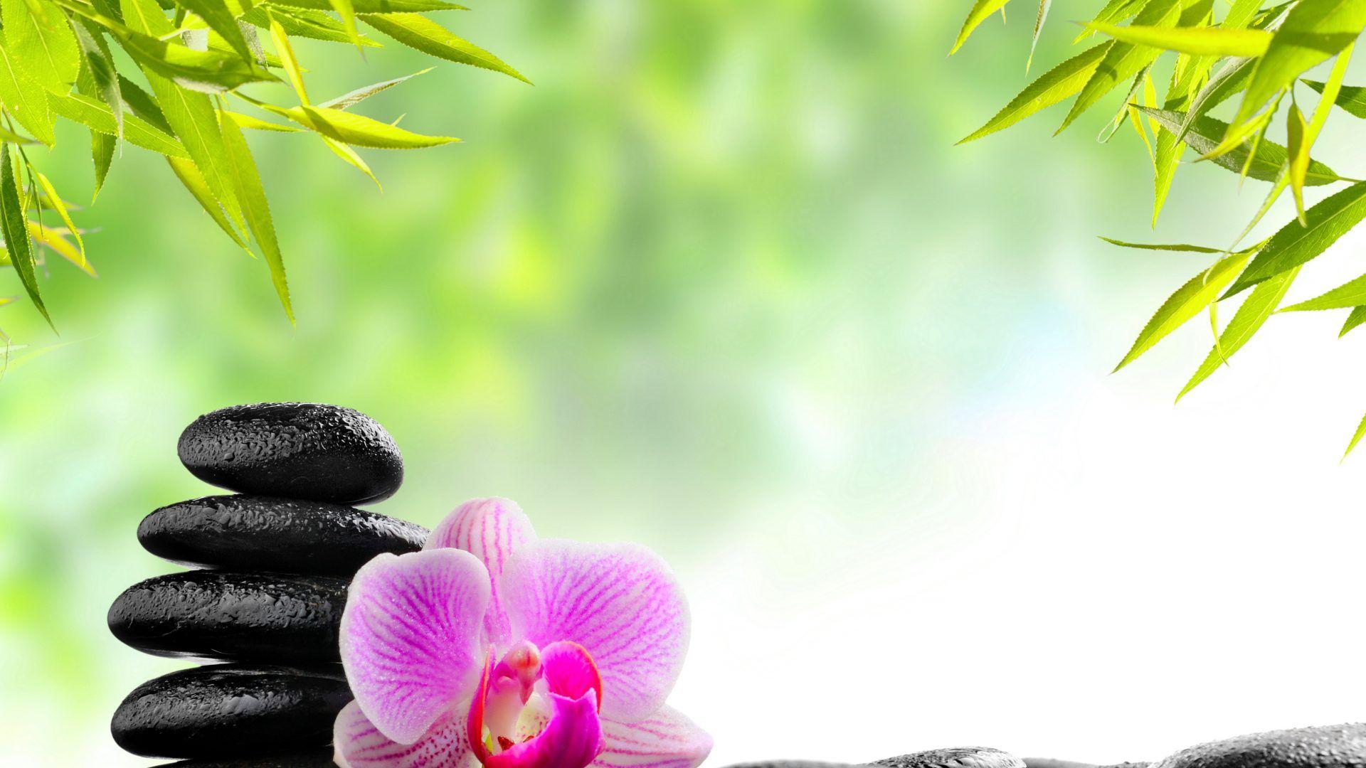 Orchid Zen Wallpapers Top Free Orchid Zen Backgrounds WallpaperAccess
