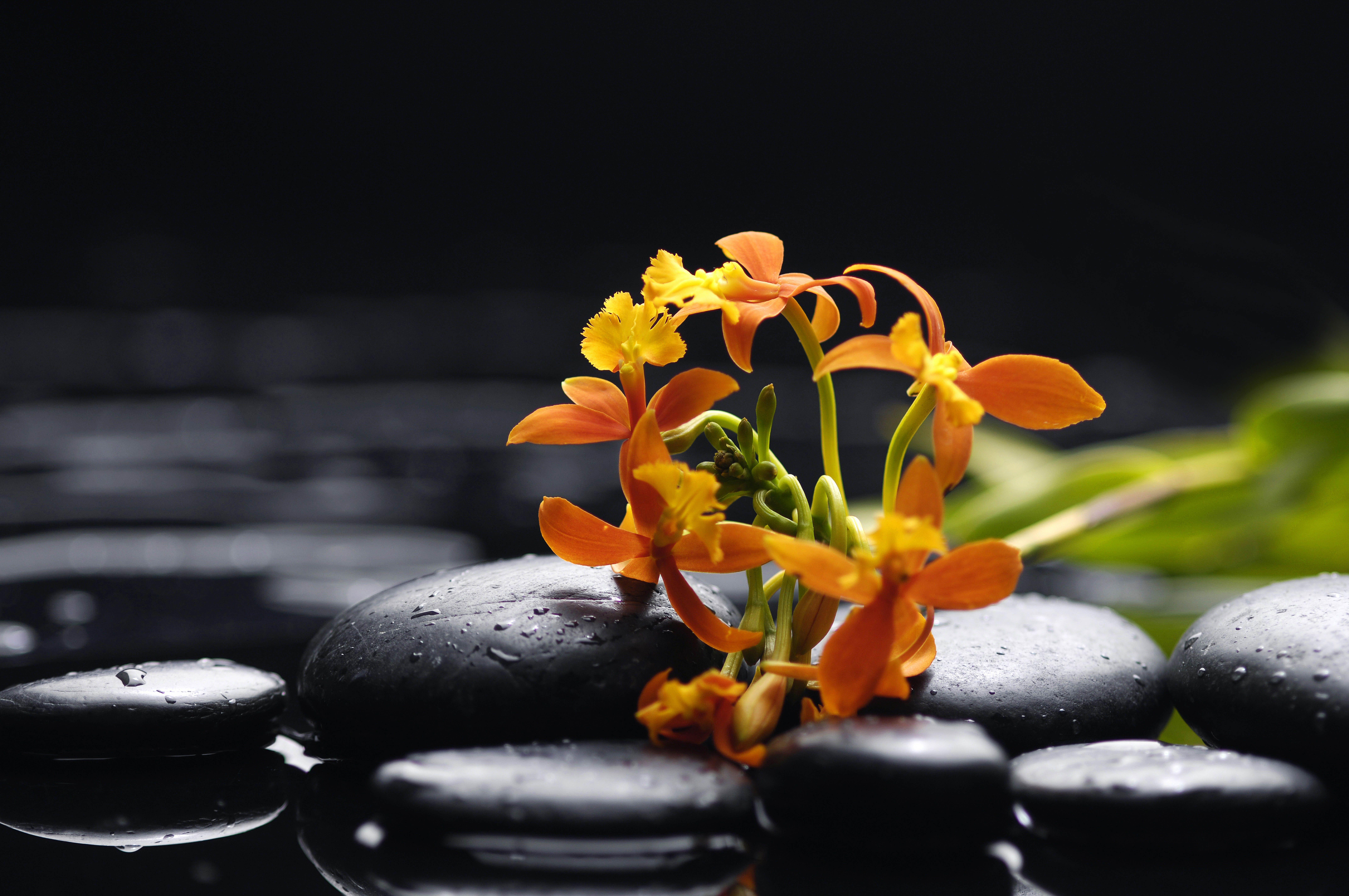 Orchid Zen Wallpapers Top Free Orchid Zen Backgrounds WallpaperAccess