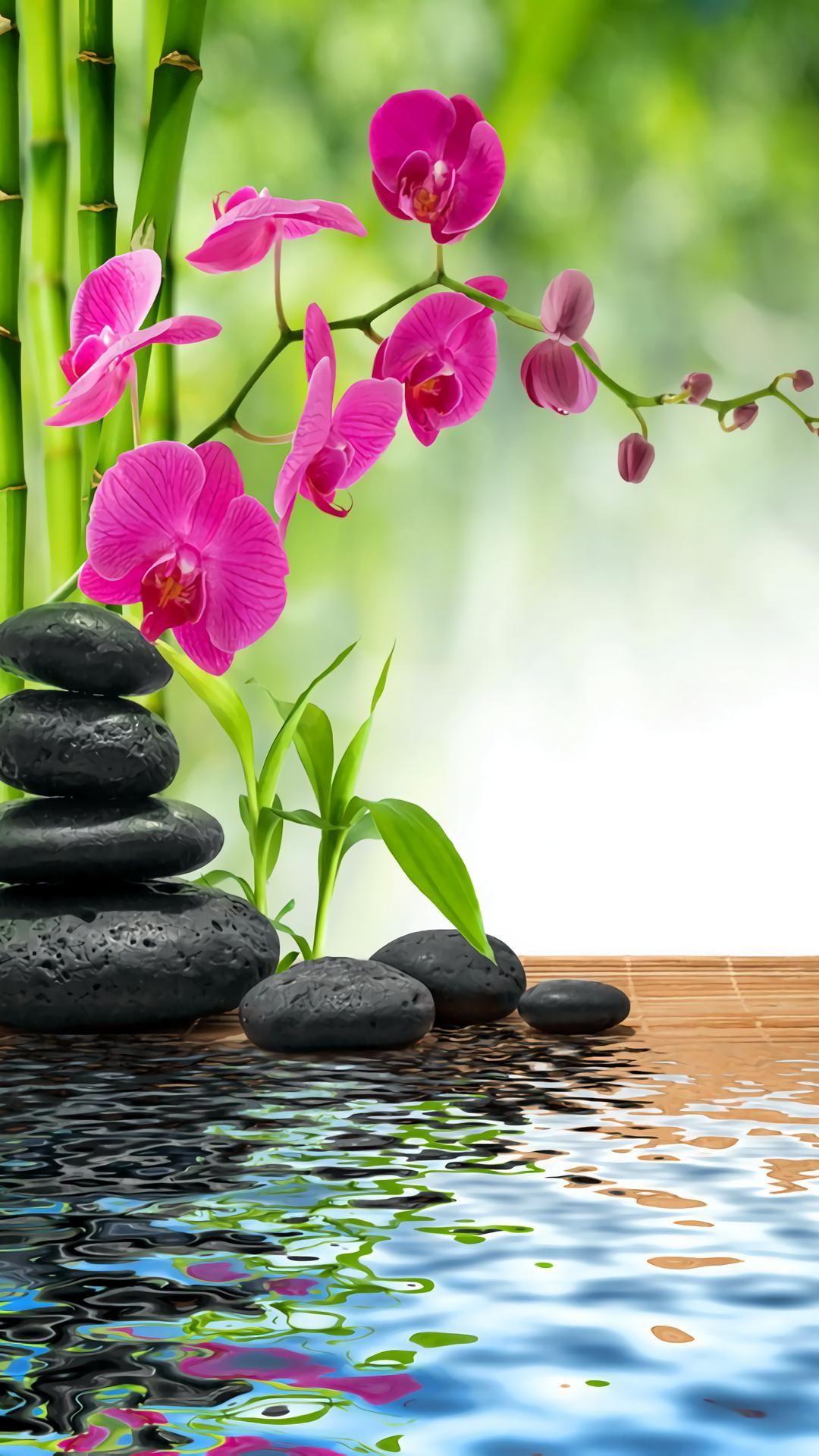 Orchid Zen Wallpapers Top Free Orchid Zen Backgrounds WallpaperAccess