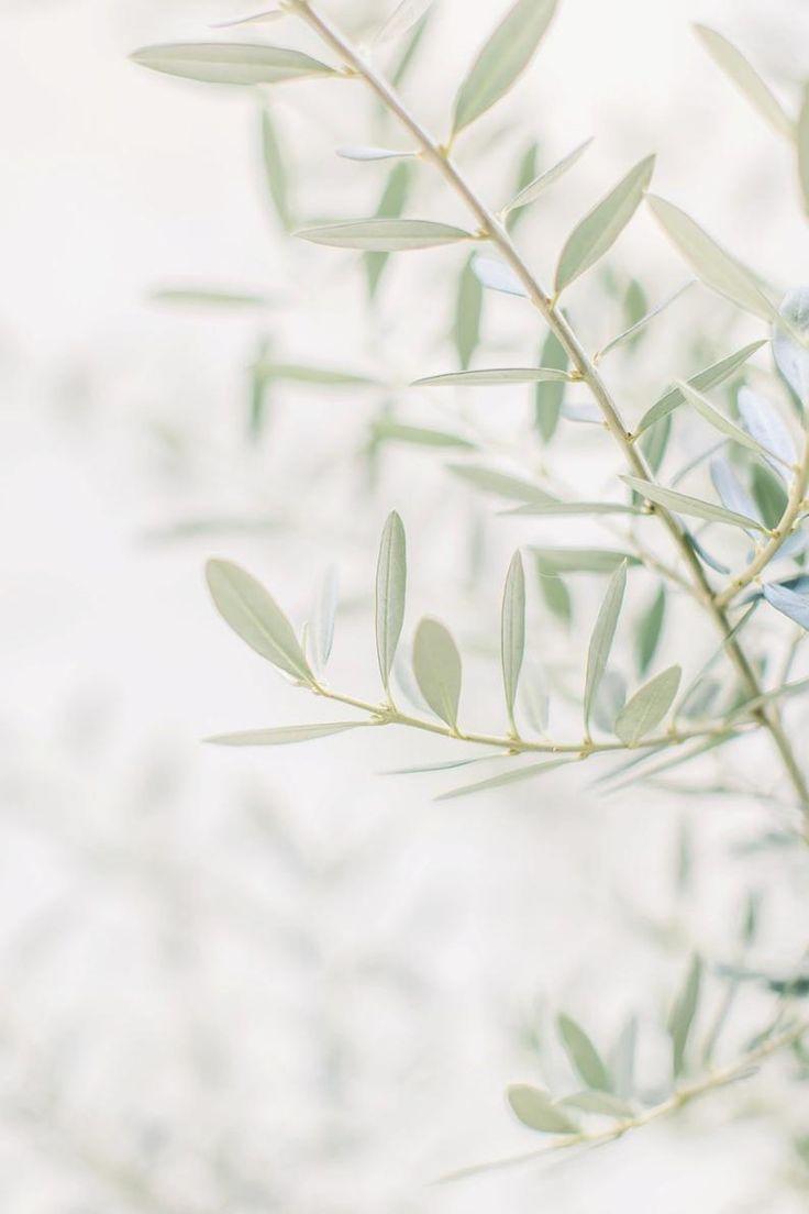 Minimalist Olive Wallpapers Top Free Minimalist Olive Backgrounds