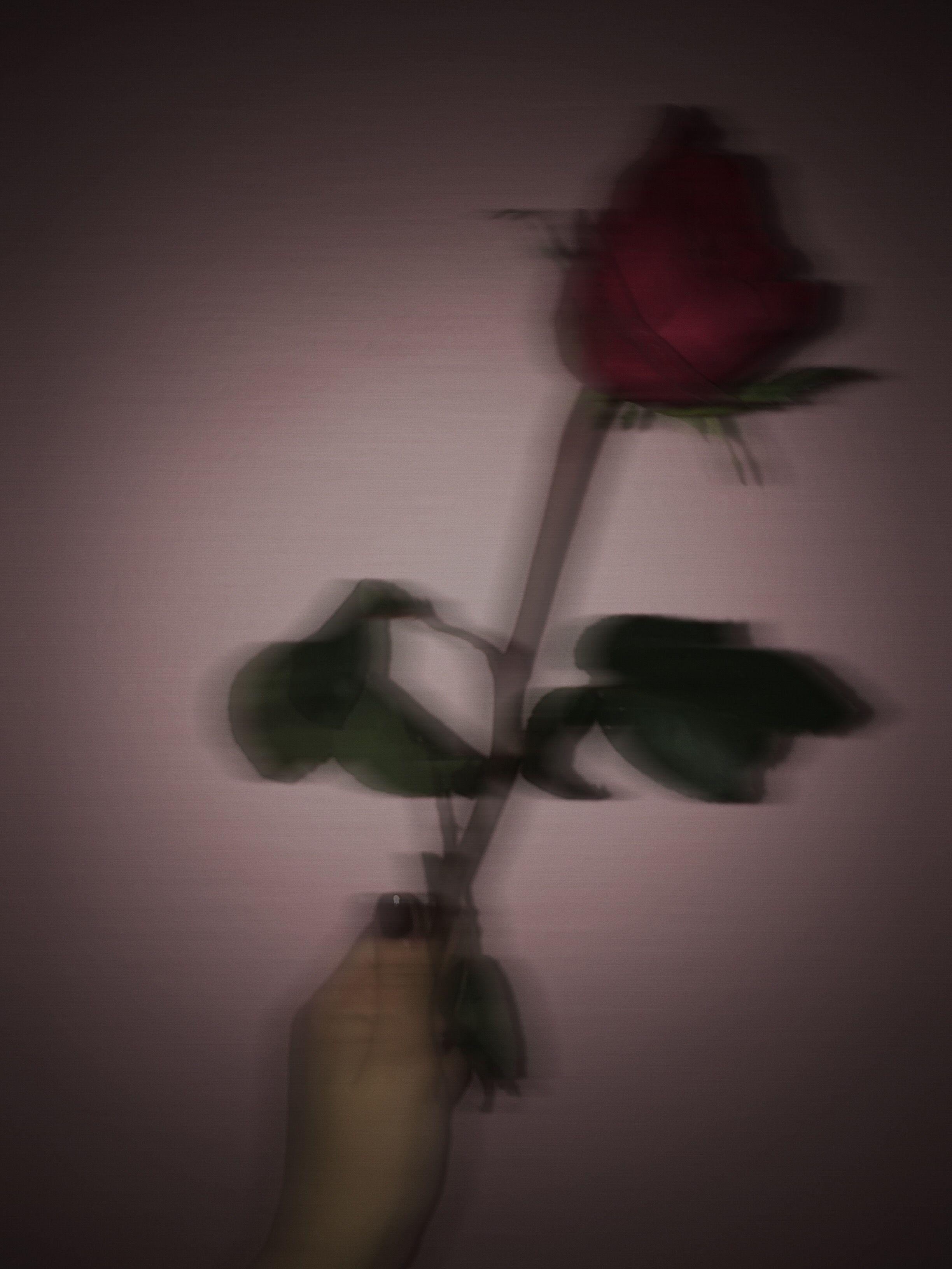 Dead Roses Aesthetic Wallpapers Top Free Dead Roses Aesthetic