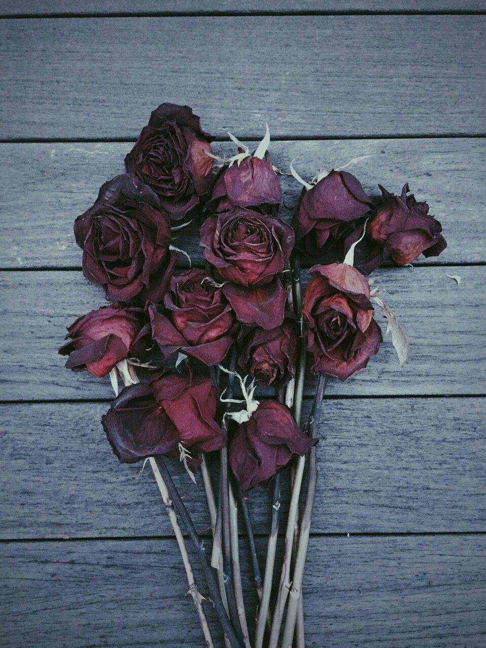 Dead Roses Aesthetic Wallpapers Top Free Dead Roses Aesthetic
