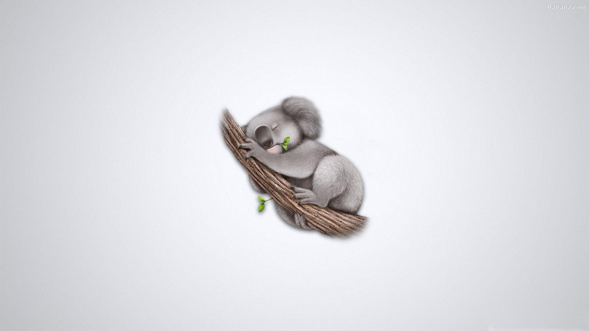 Cute Cartoon Koala Wallpapers Top Free Cute Cartoon Koala Backgrounds