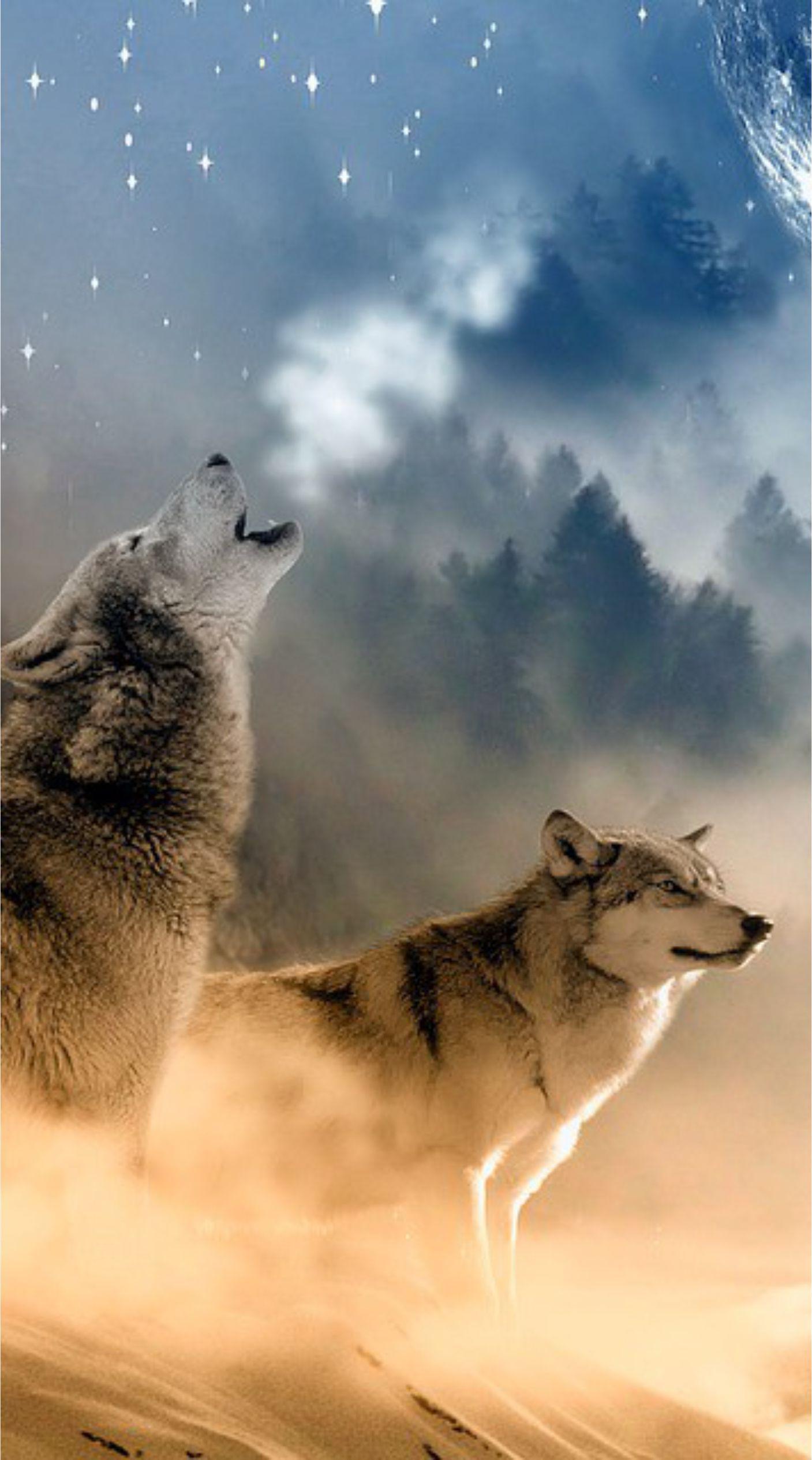 Wolf and Fox Wallpapers Top Free Wolf and Fox Backgrounds