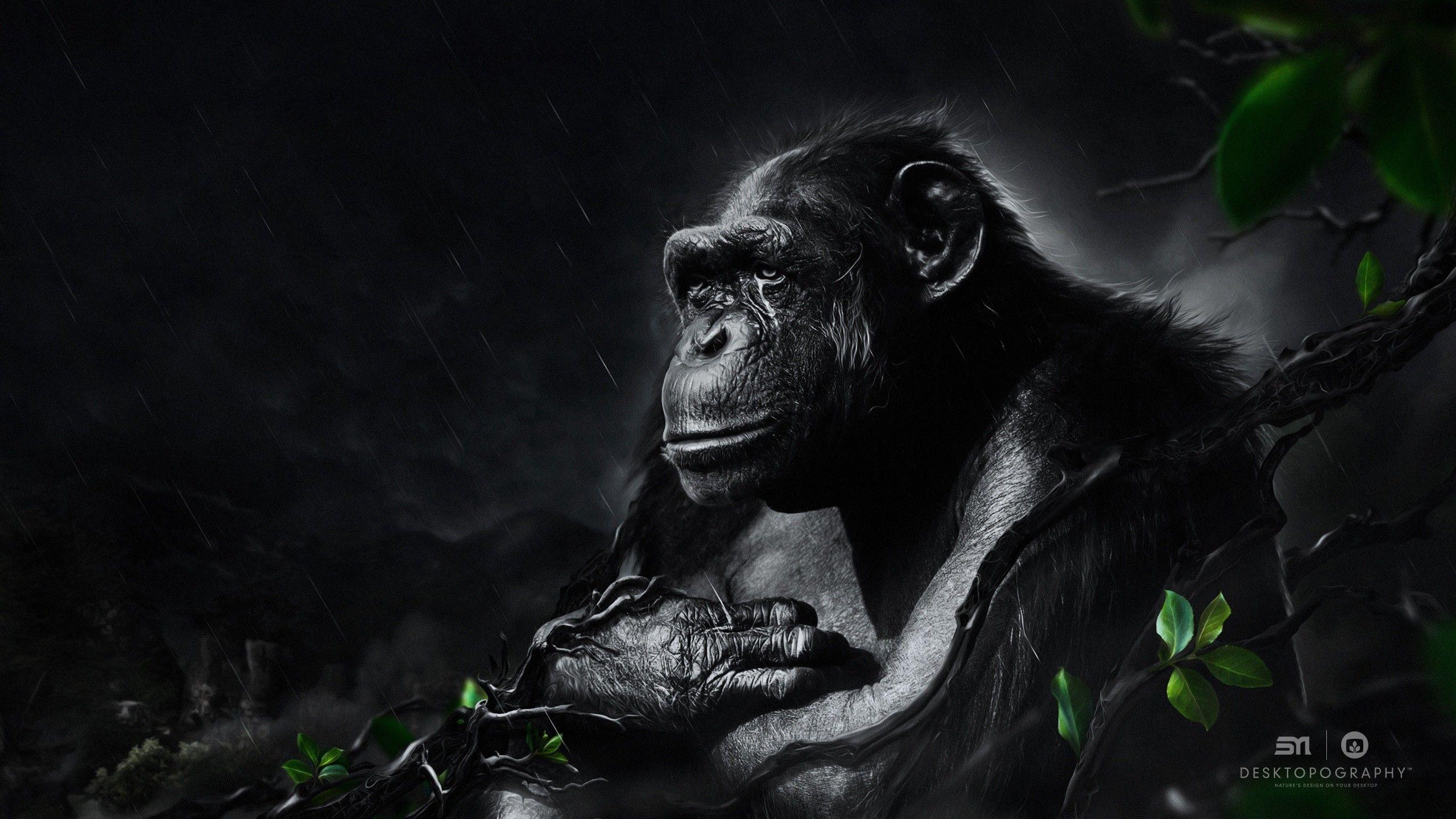 Black Monkey Wallpapers Top Free Black Monkey Backgrounds