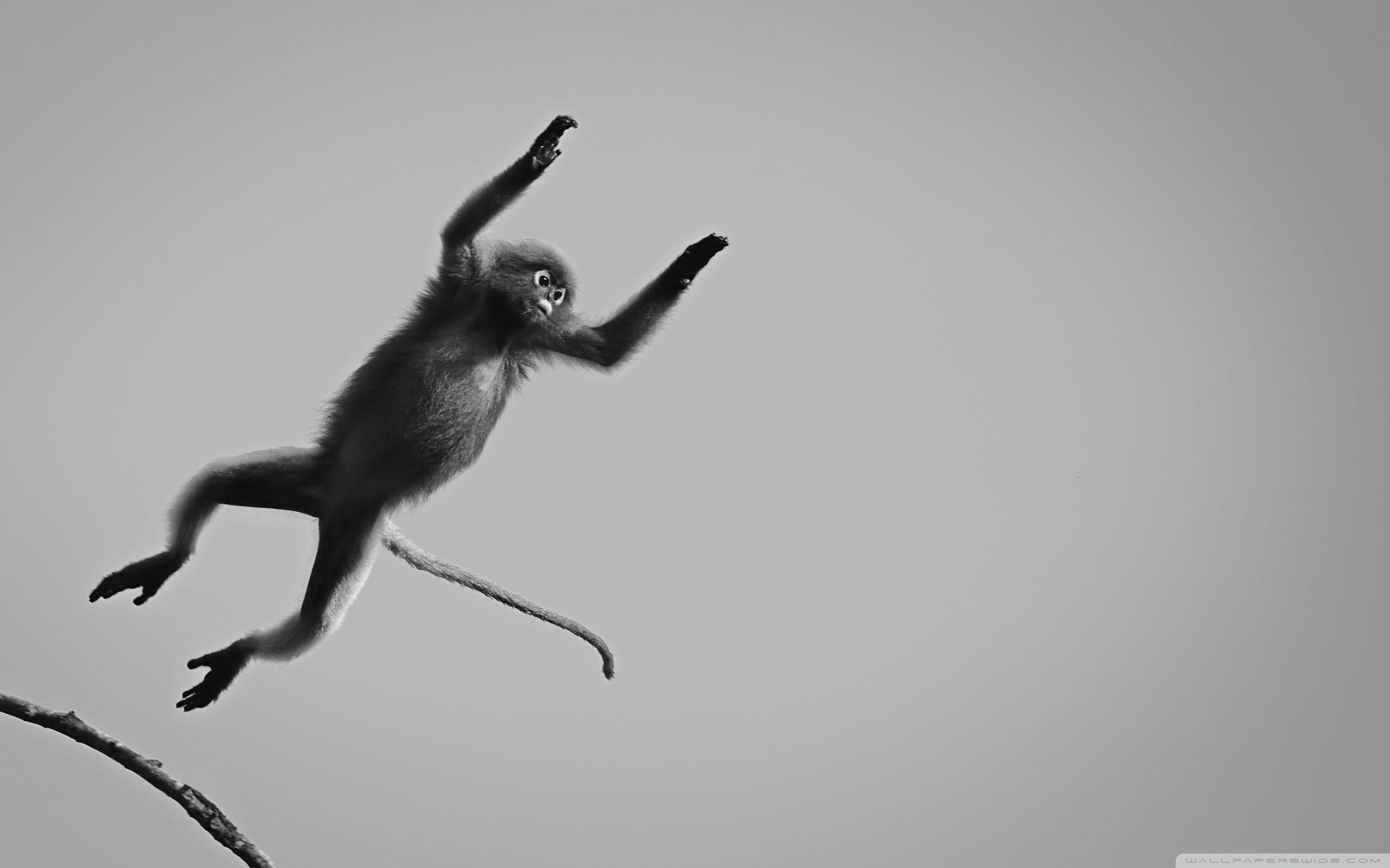 Black Monkey Wallpapers Top Free Black Monkey Backgrounds