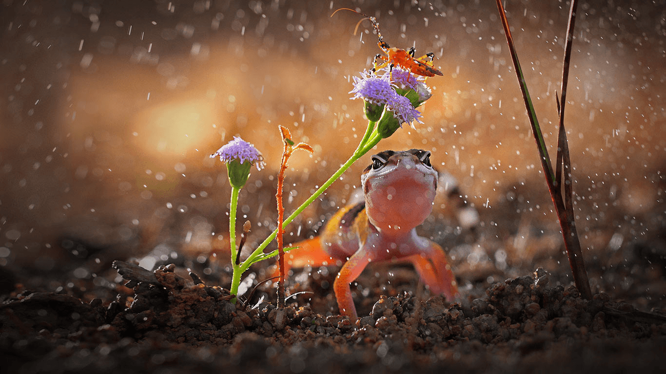 Bing Wallpapers Top Free Bing Backgrounds WallpaperAccess