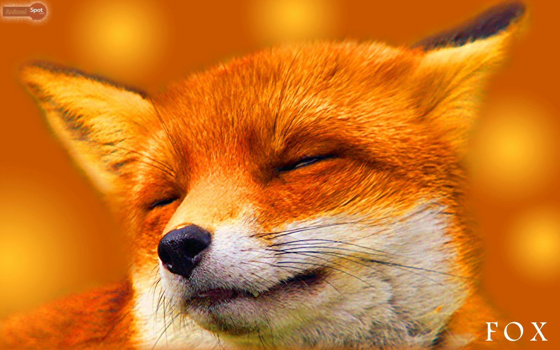 Beautiful Fox Wallpapers Top Free Beautiful Fox Backgrounds