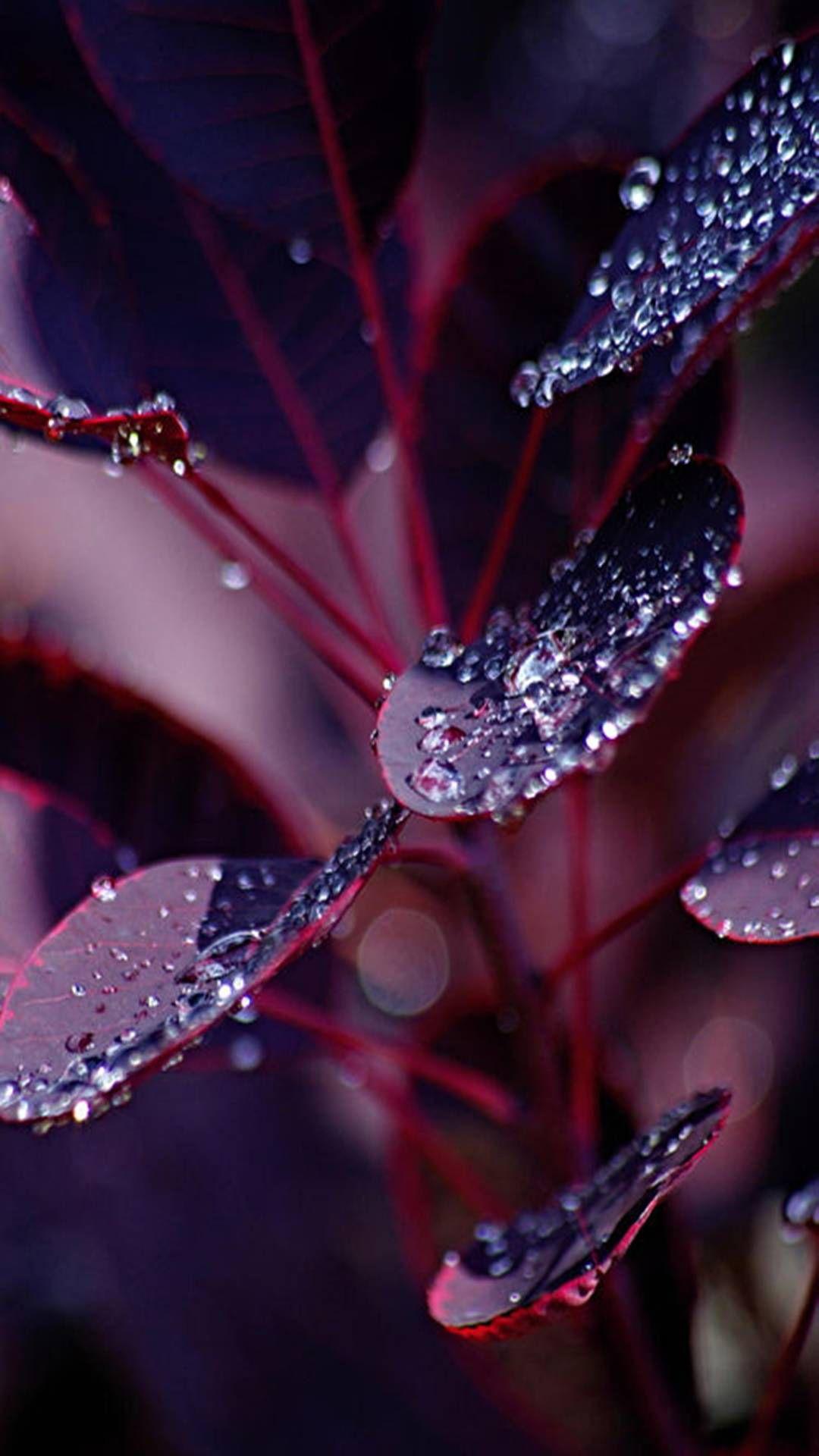 Burgundy Flower Wallpapers Top Free Burgundy Flower Backgrounds