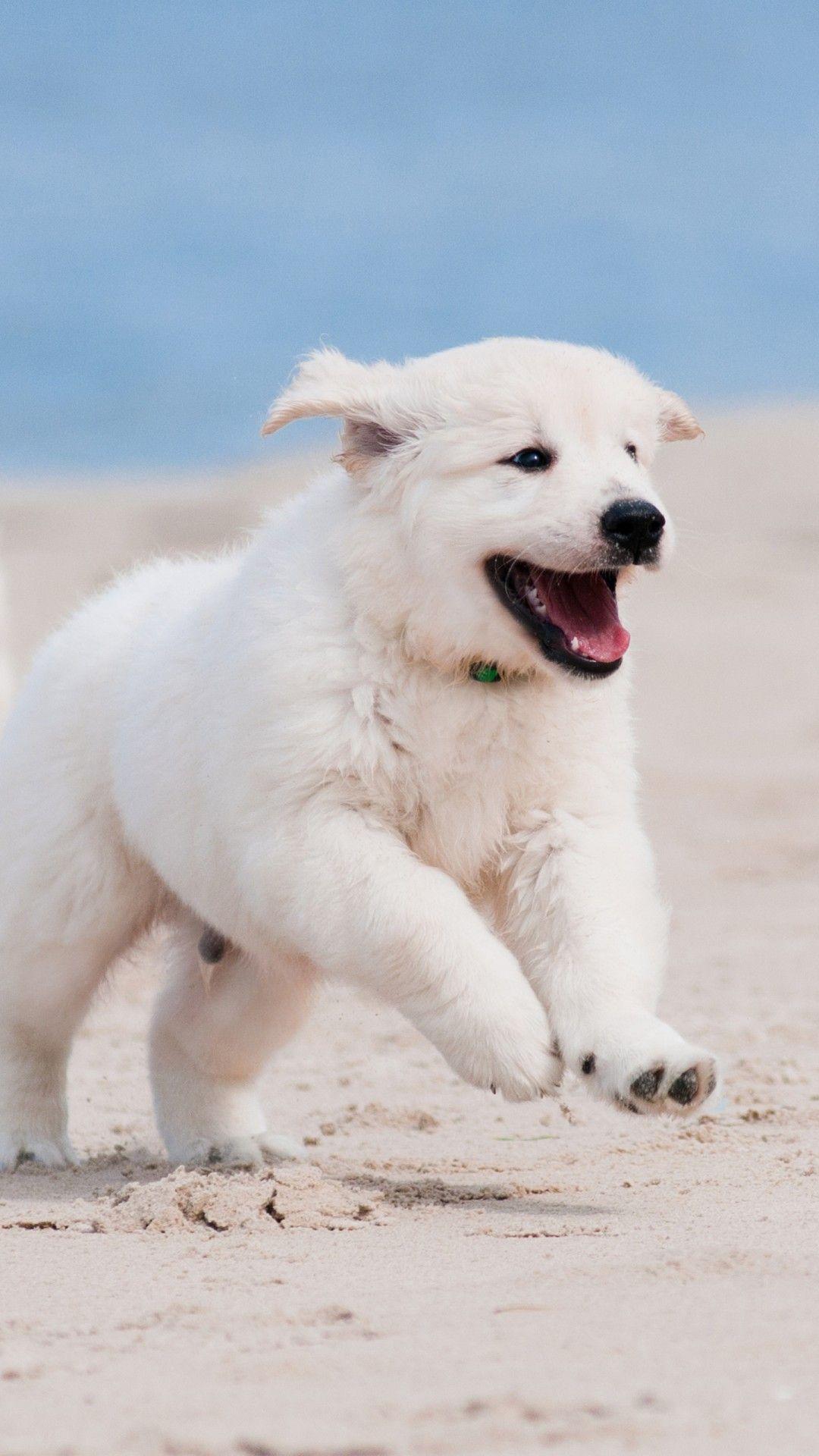 Dog iPhone 4 Wallpapers Top Free Dog iPhone 4 Backgrounds