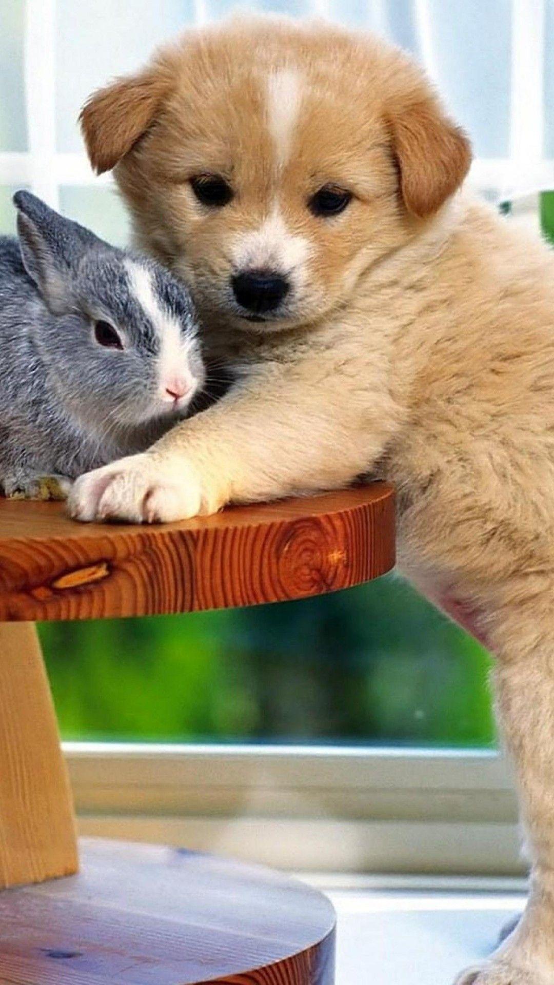 Dog iPhone 4 Wallpapers Top Free Dog iPhone 4 Backgrounds