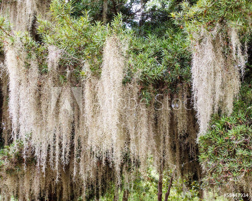 Spanish Moss Wallpapers Top Free Spanish Moss Backgrounds