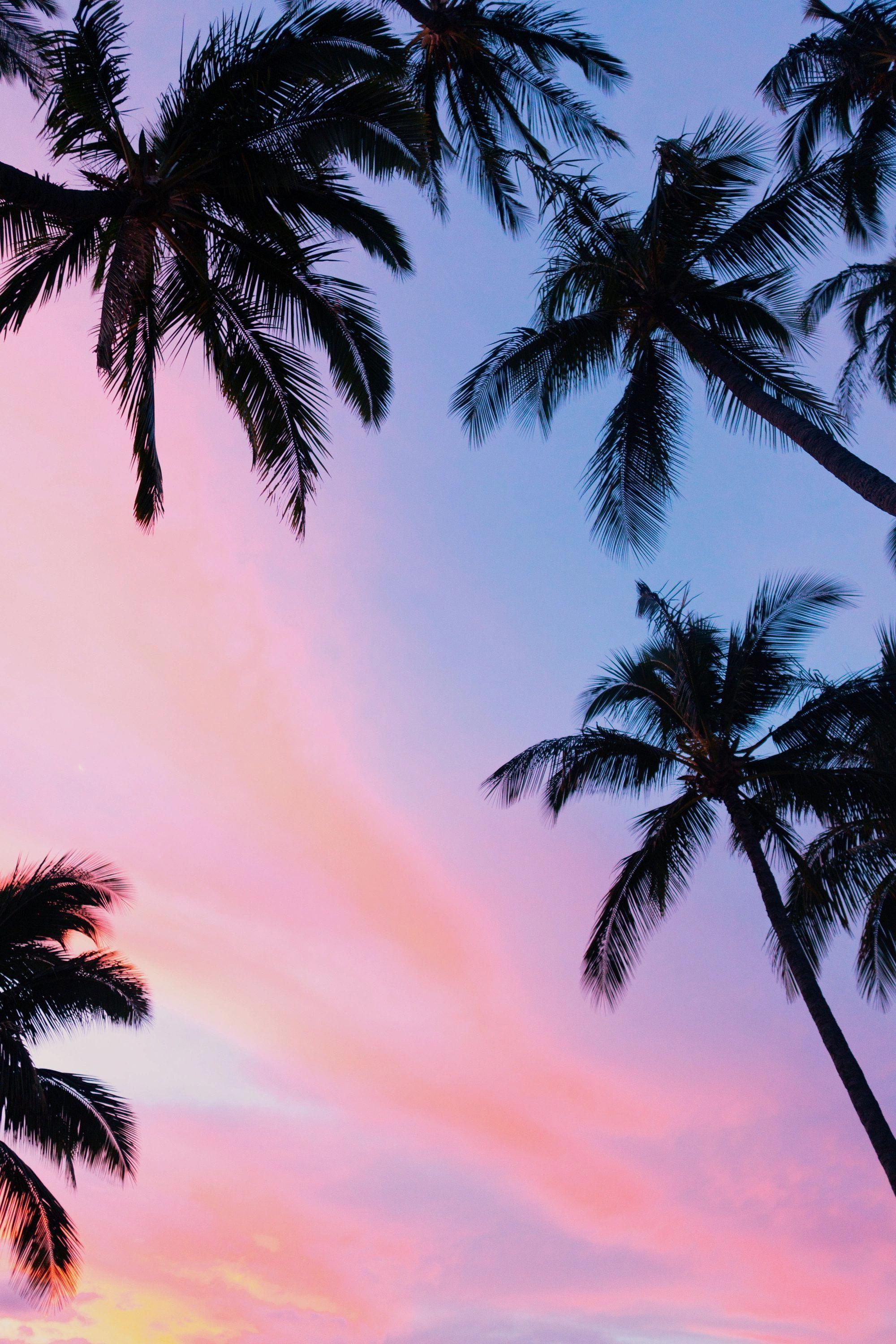 Cool Palm Tree Wallpapers Top Free Cool Palm Tree Backgrounds