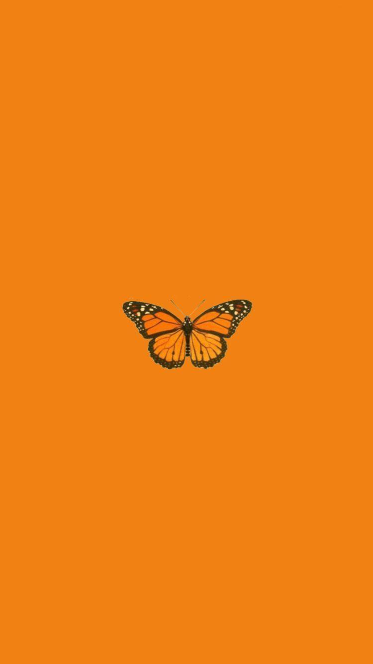 Aesthetic Orange Butterfly Wallpapers Top Free Aesthetic Orange Butterfly Backgrounds