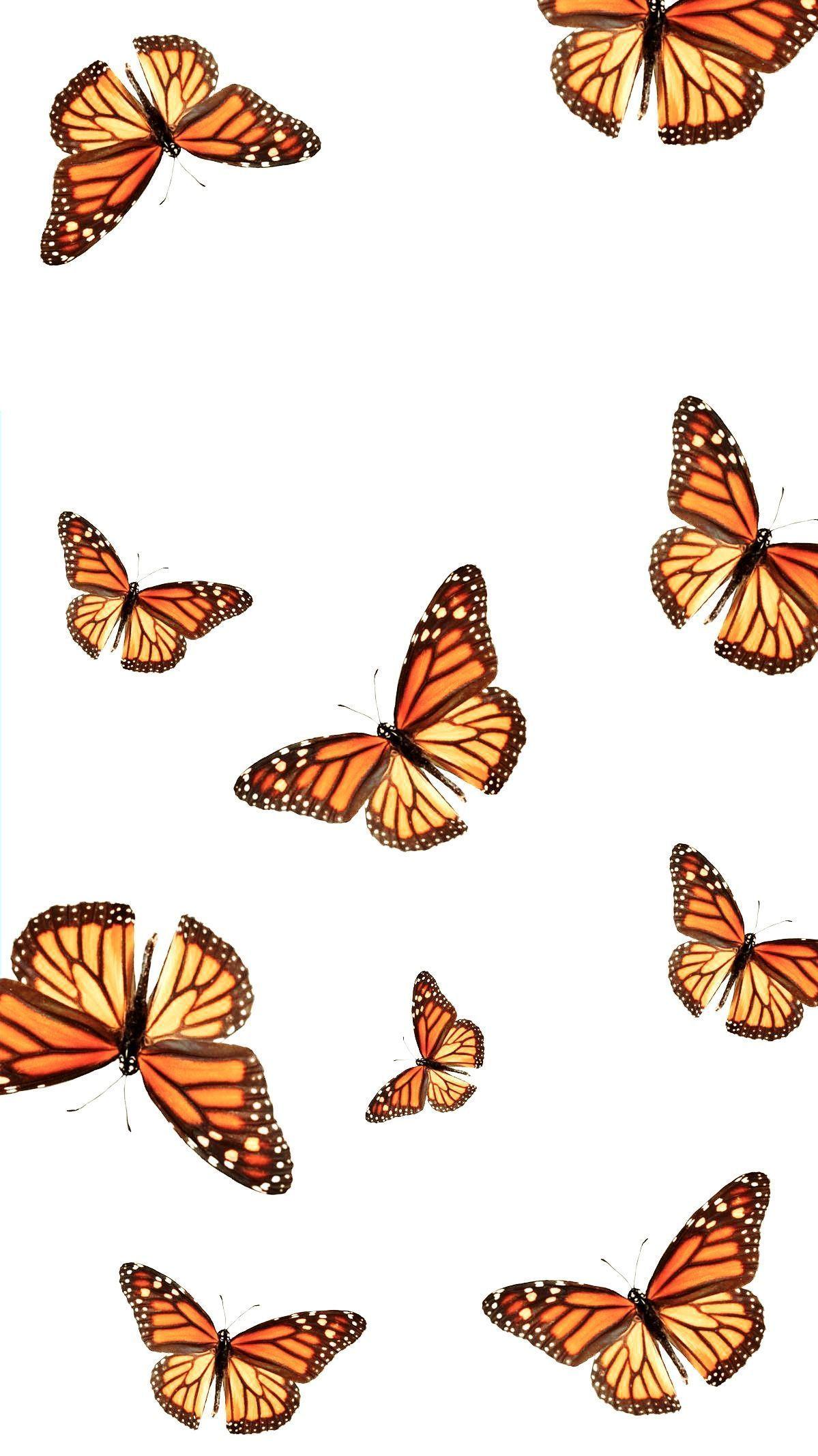 Aesthetic Orange Butterfly Wallpapers Top Free Aesthetic Orange