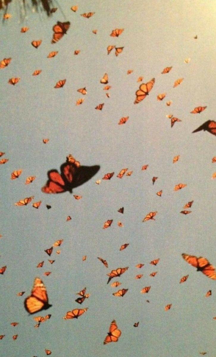 Aesthetic Orange Butterfly Wallpapers Top Free Aesthetic Orange