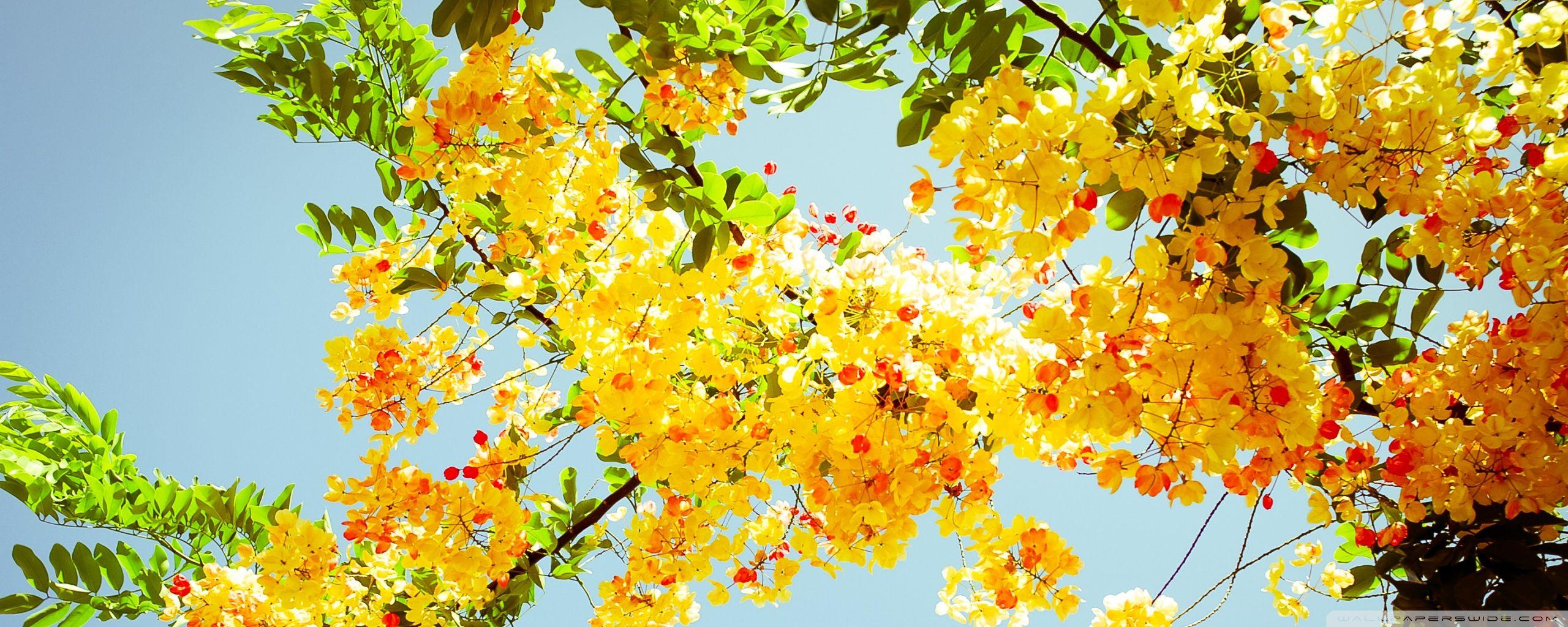 Flower Dual Monitor Wallpapers Top Free Flower Dual Monitor