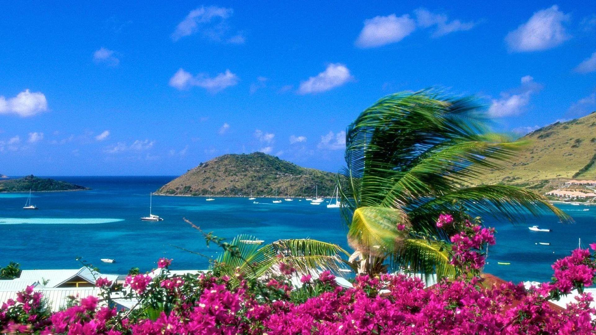 Beach Flower Wallpapers Top Free Beach Flower Backgrounds