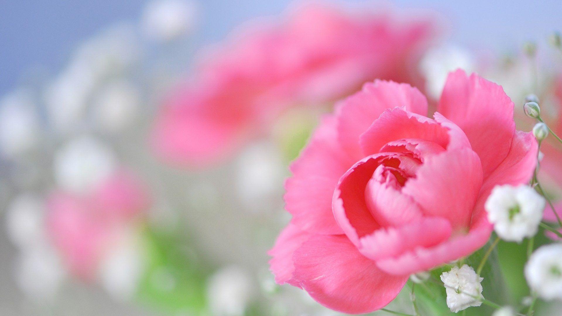 Beach Flower Wallpapers Top Free Beach Flower Backgrounds