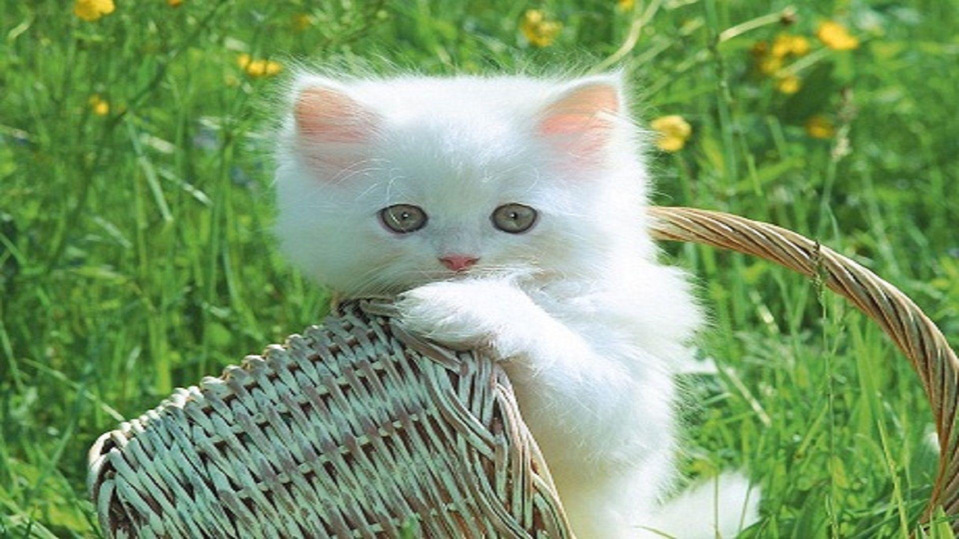 Cats and Kittens Wallpapers Top Free Cats and Kittens Backgrounds