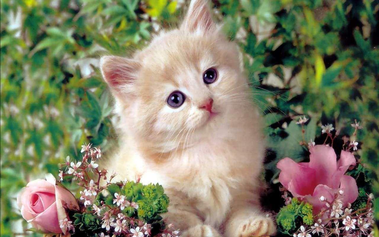 Very Cute Kitten Wallpapers Top Free Very Cute Kitten Backgrounds