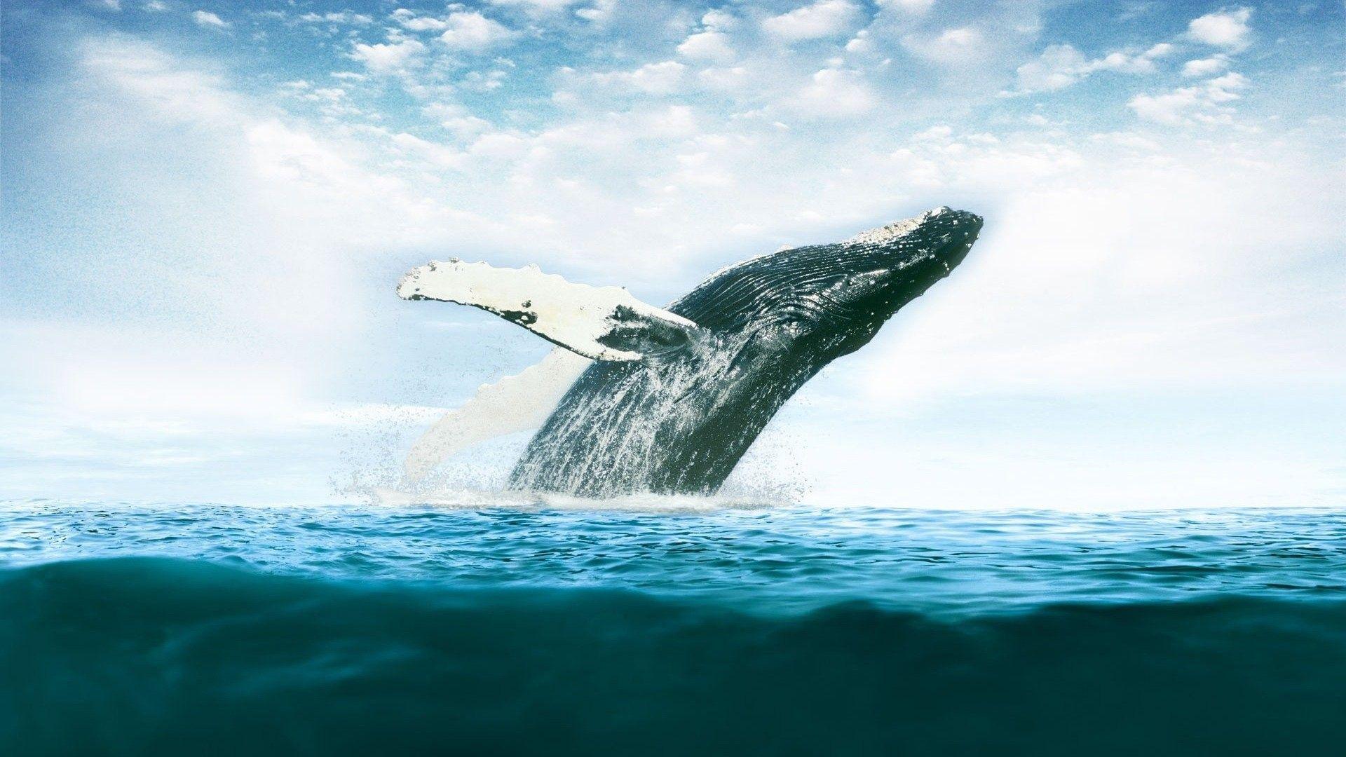 Beautiful Whales Desktop Wallpapers Top Free Beautiful Whales Desktop