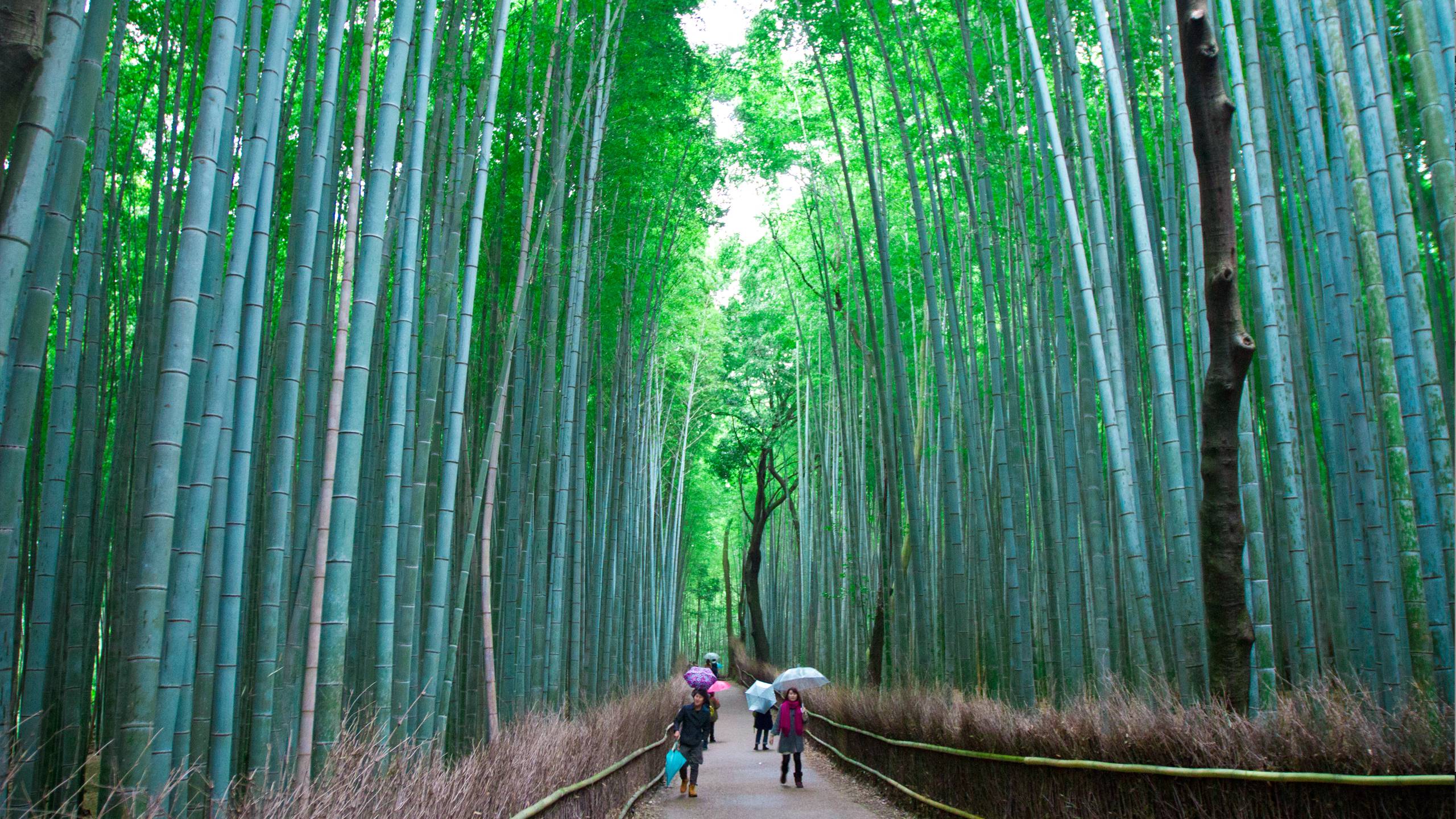 Arashiyama Wallpapers Top Free Arashiyama Backgrounds WallpaperAccess